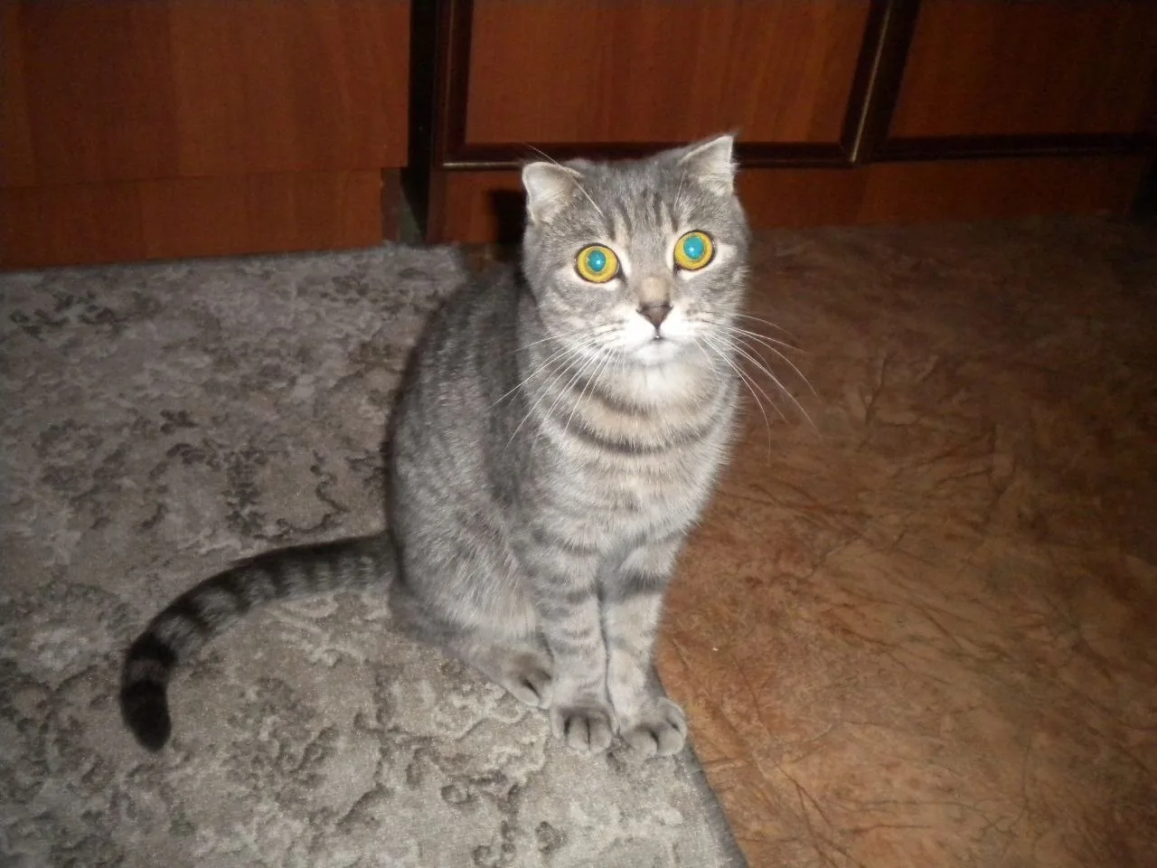 Найдена кошка в Саранске — фото питомца