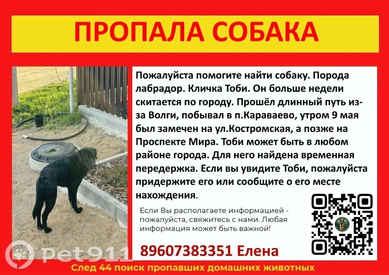 Найдена собака в Костроме — фото питомца