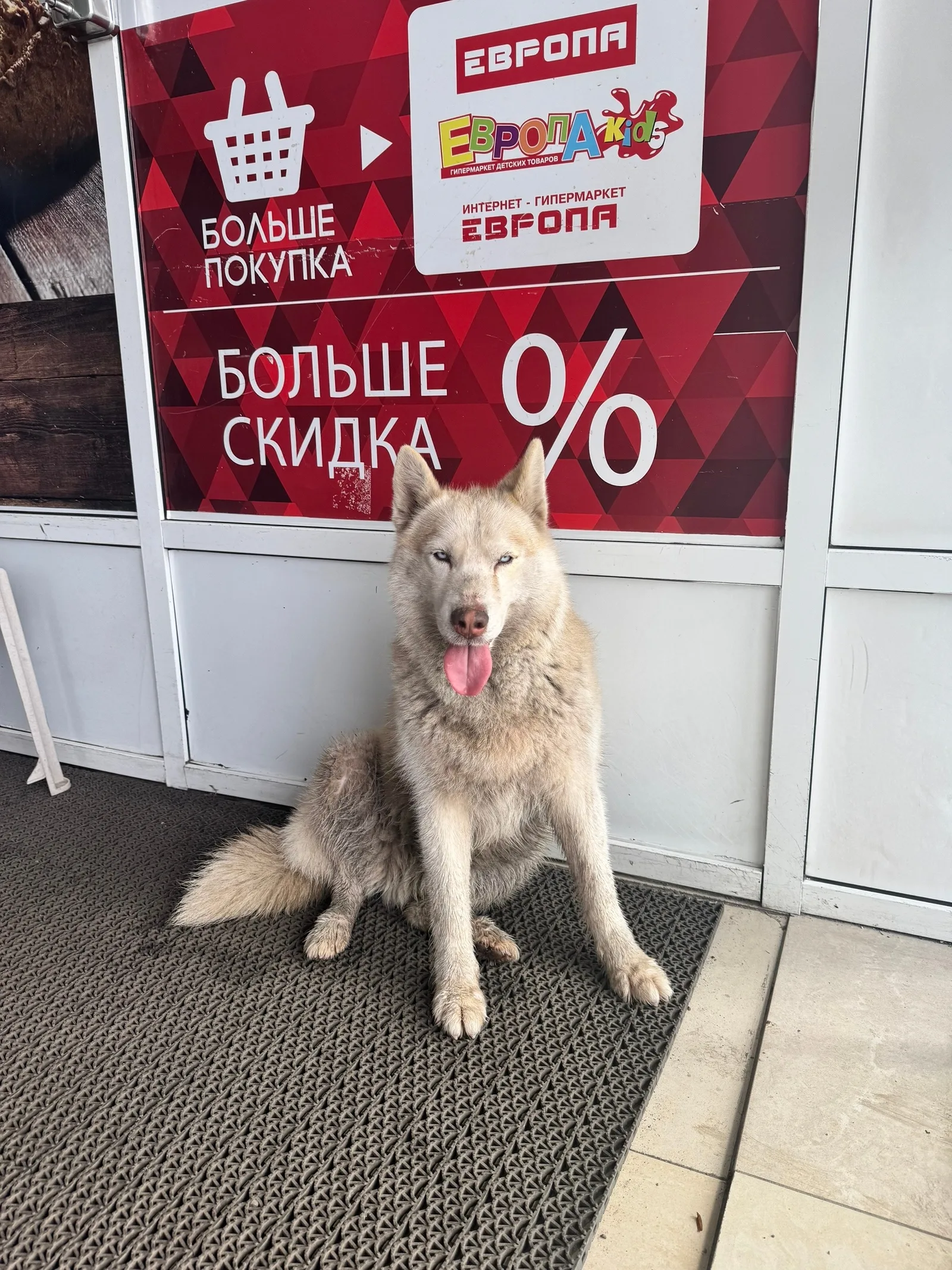 Найдена собака в Курске — фото питомца