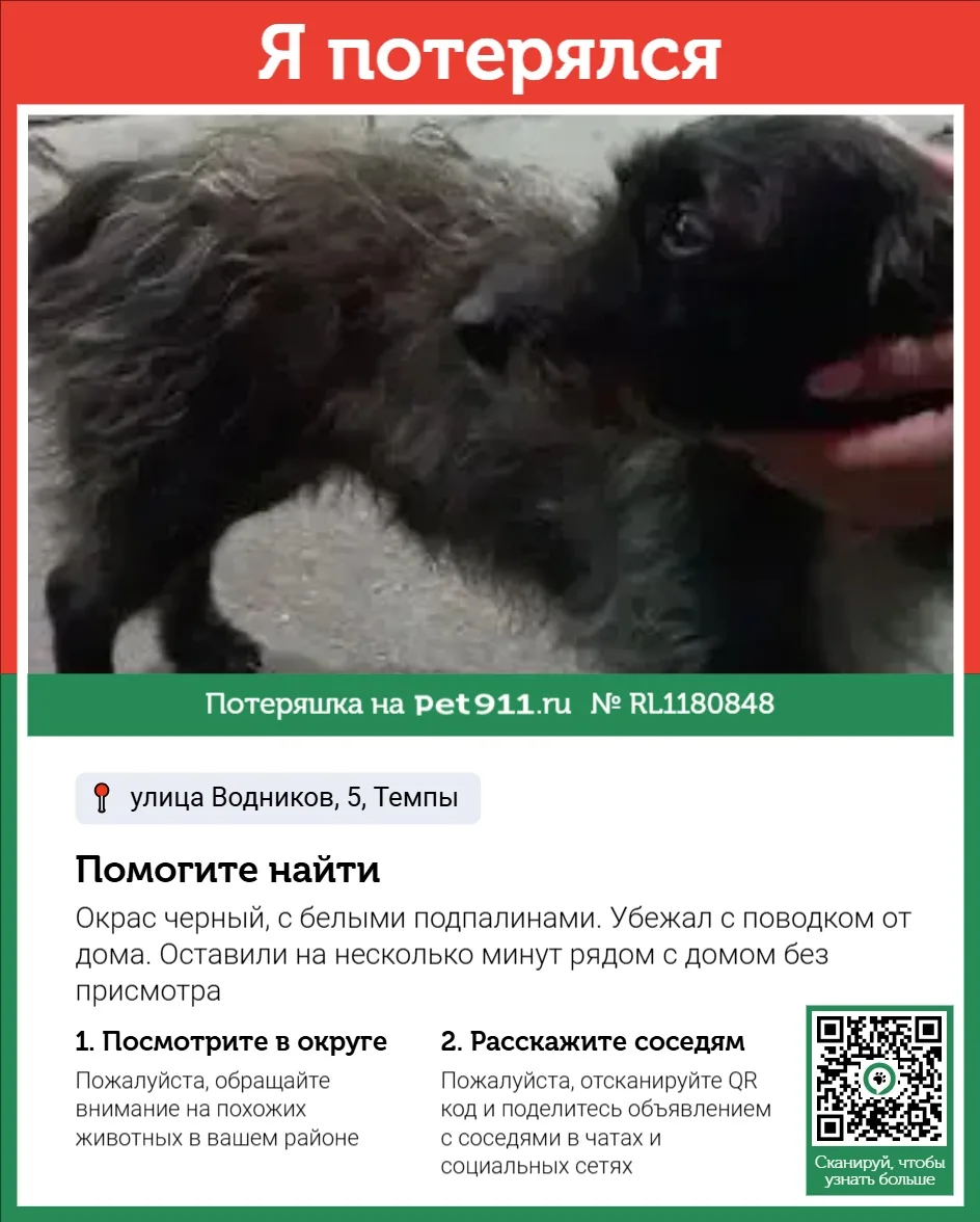 Найдена собака в Реутове — фото питомца