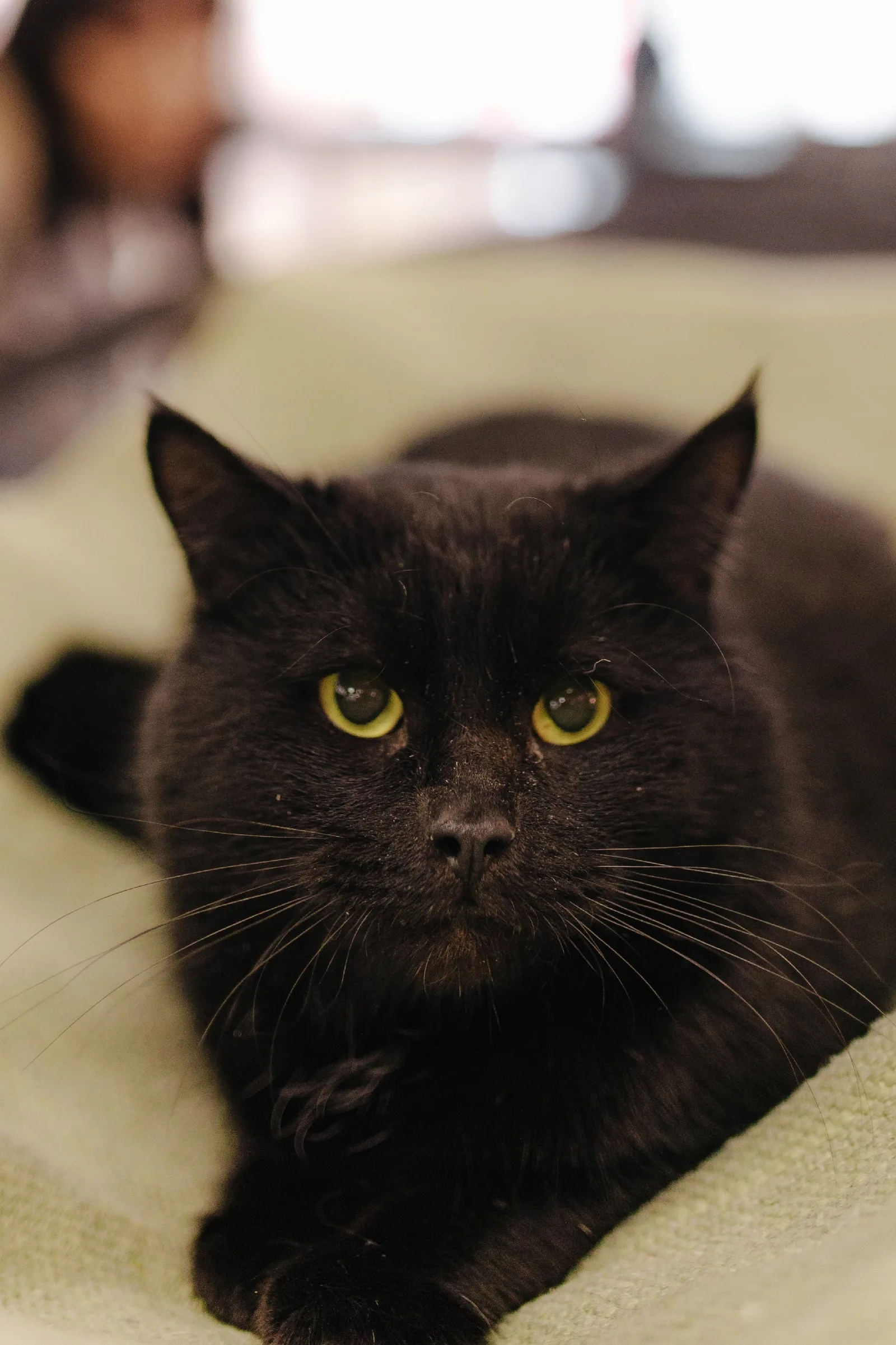 Найдена кошка в Энгельсе — фото питомца