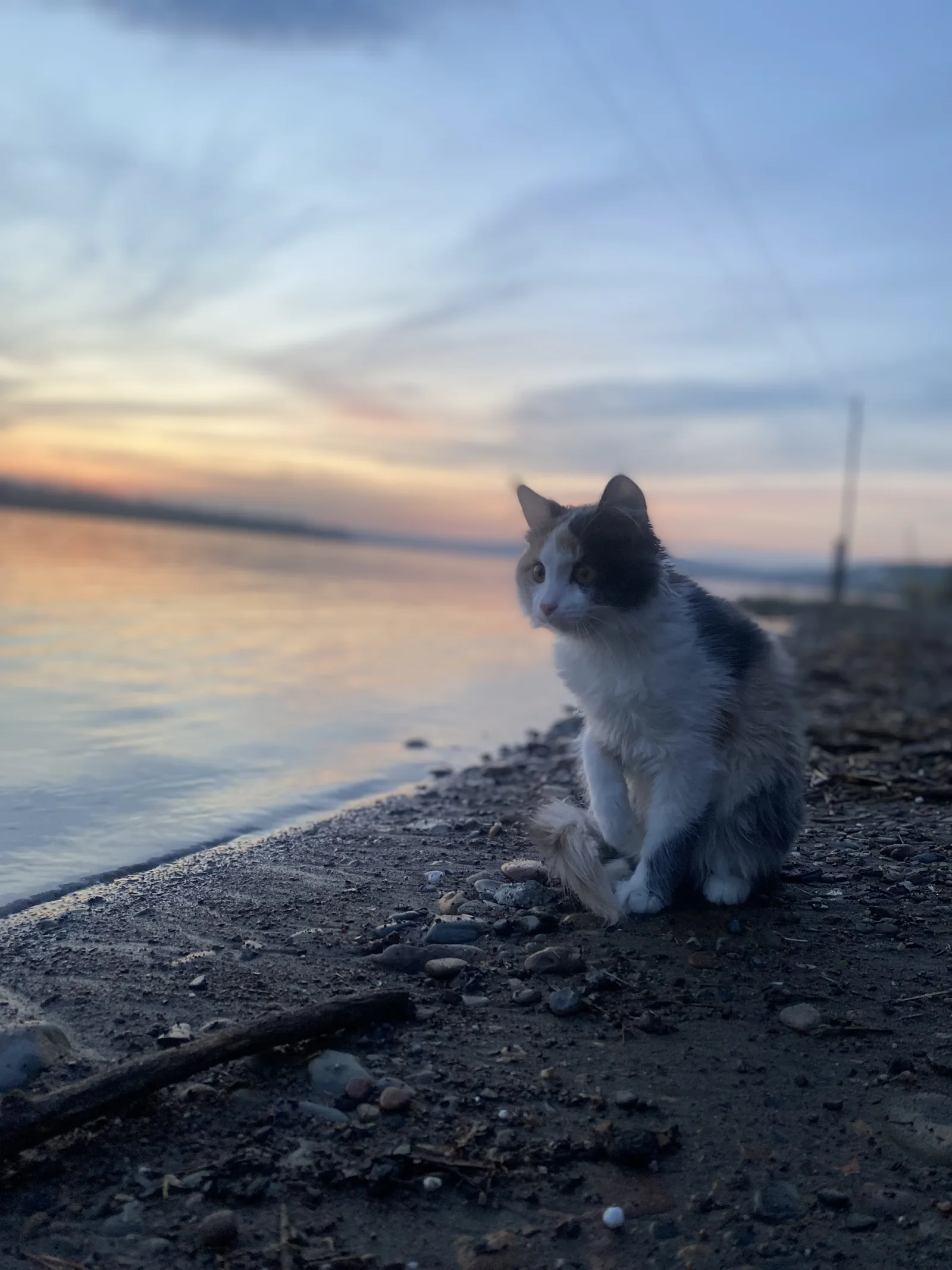 Пропала кошка в Красноярске — фото питомца