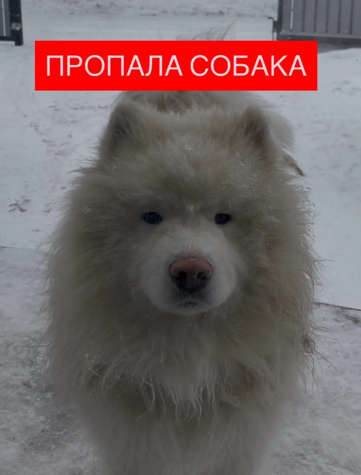 Найдена собака в Красноярске — фото питомца