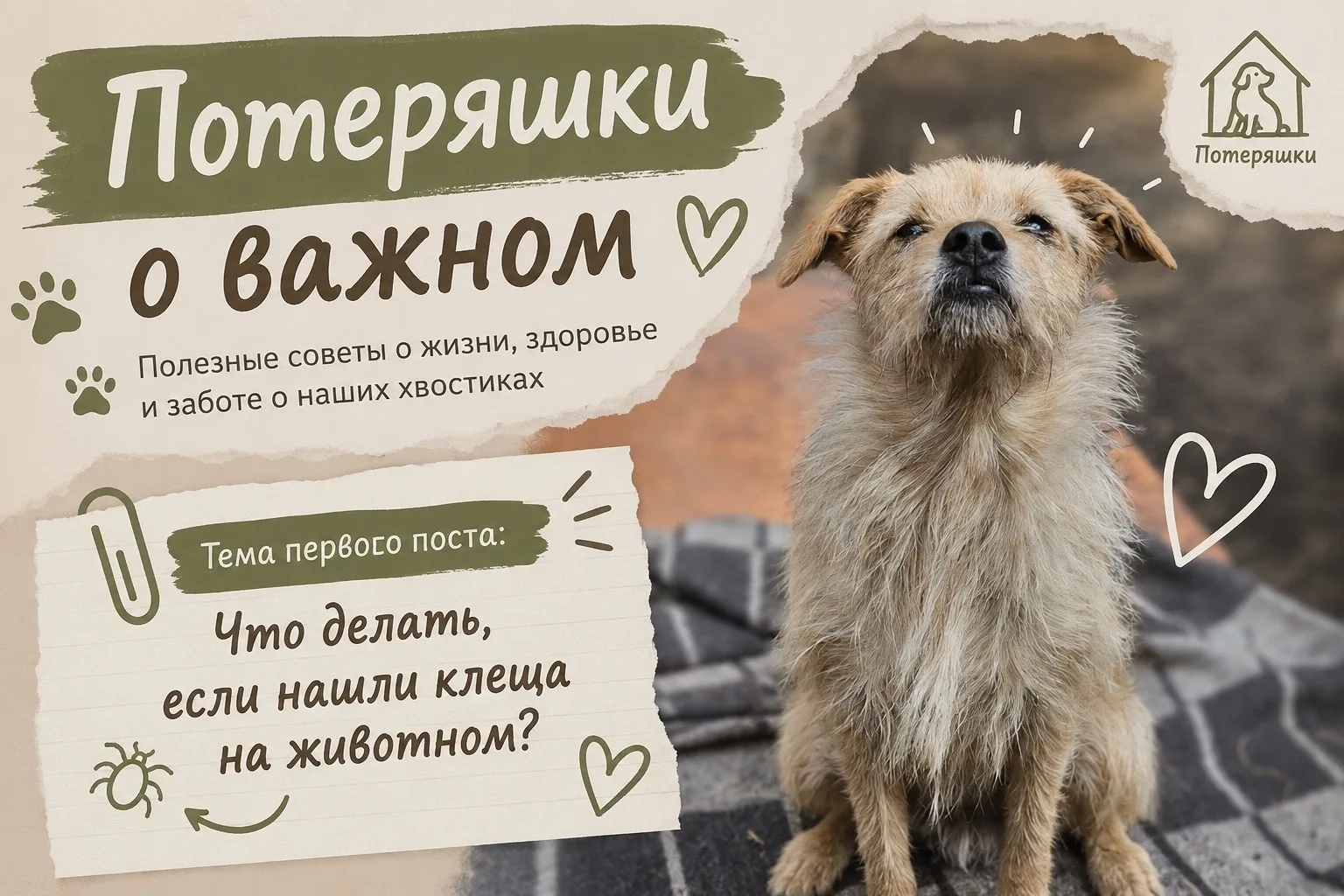 Найдена собака в Кургане — фото питомца