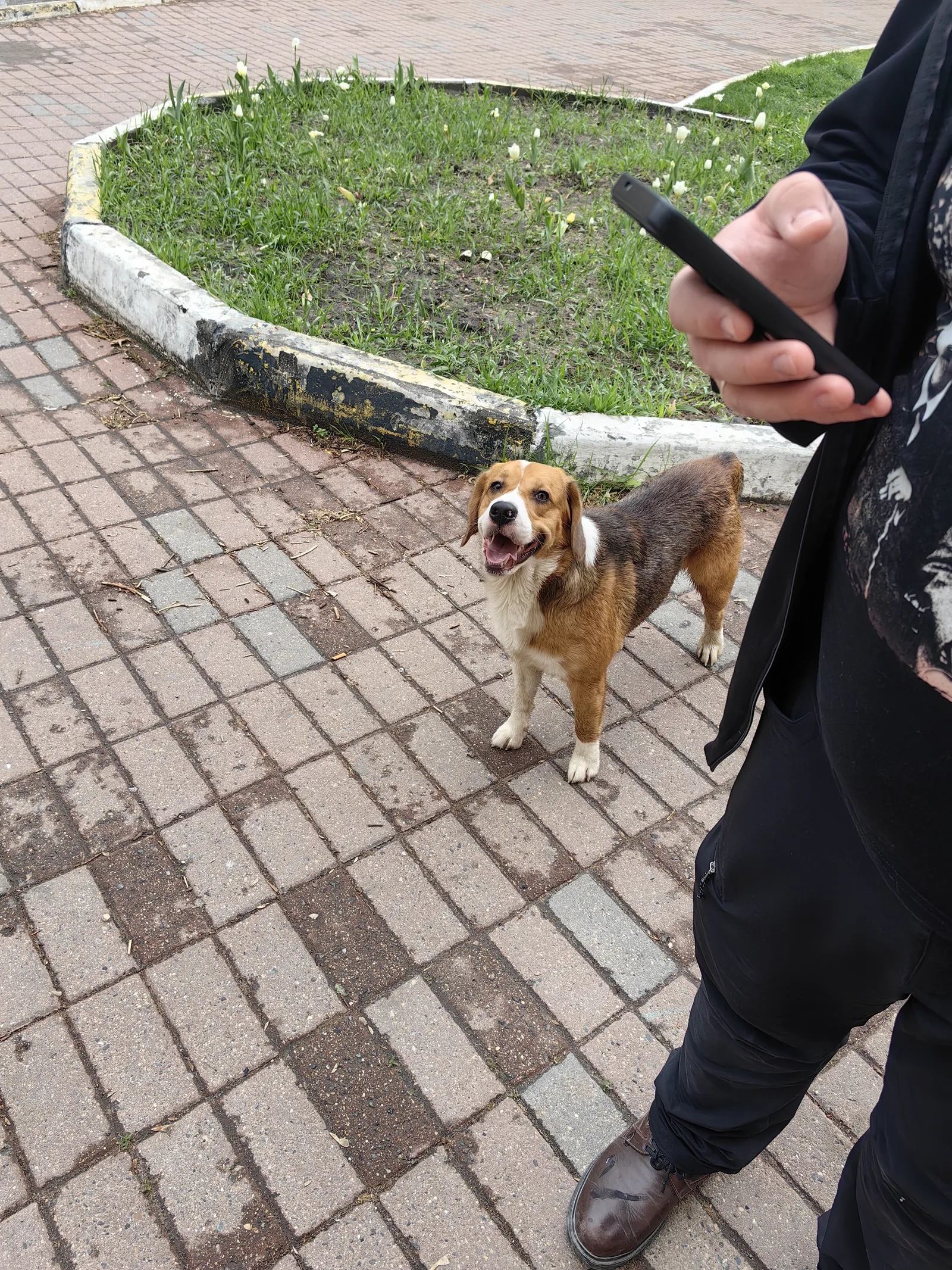 Найдена собака в Раменском — фото питомца