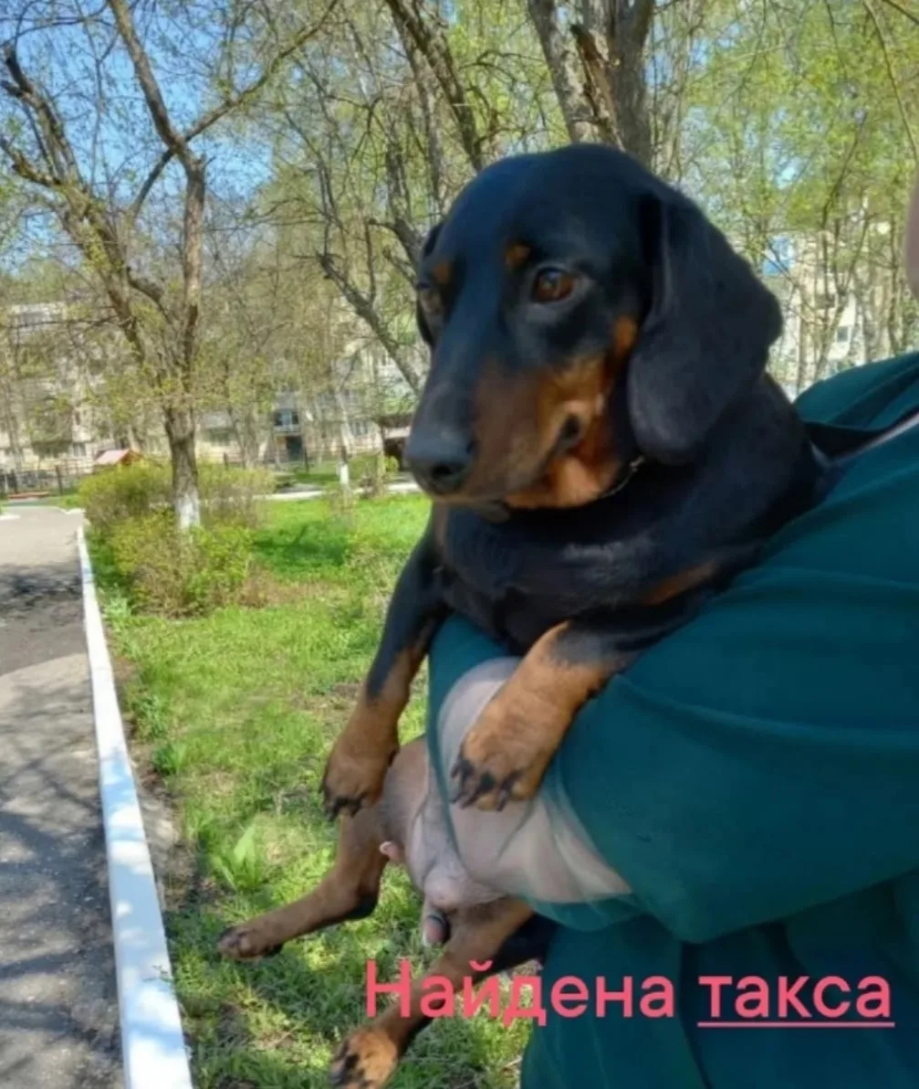 Найдена собака в Пензе — фото питомца