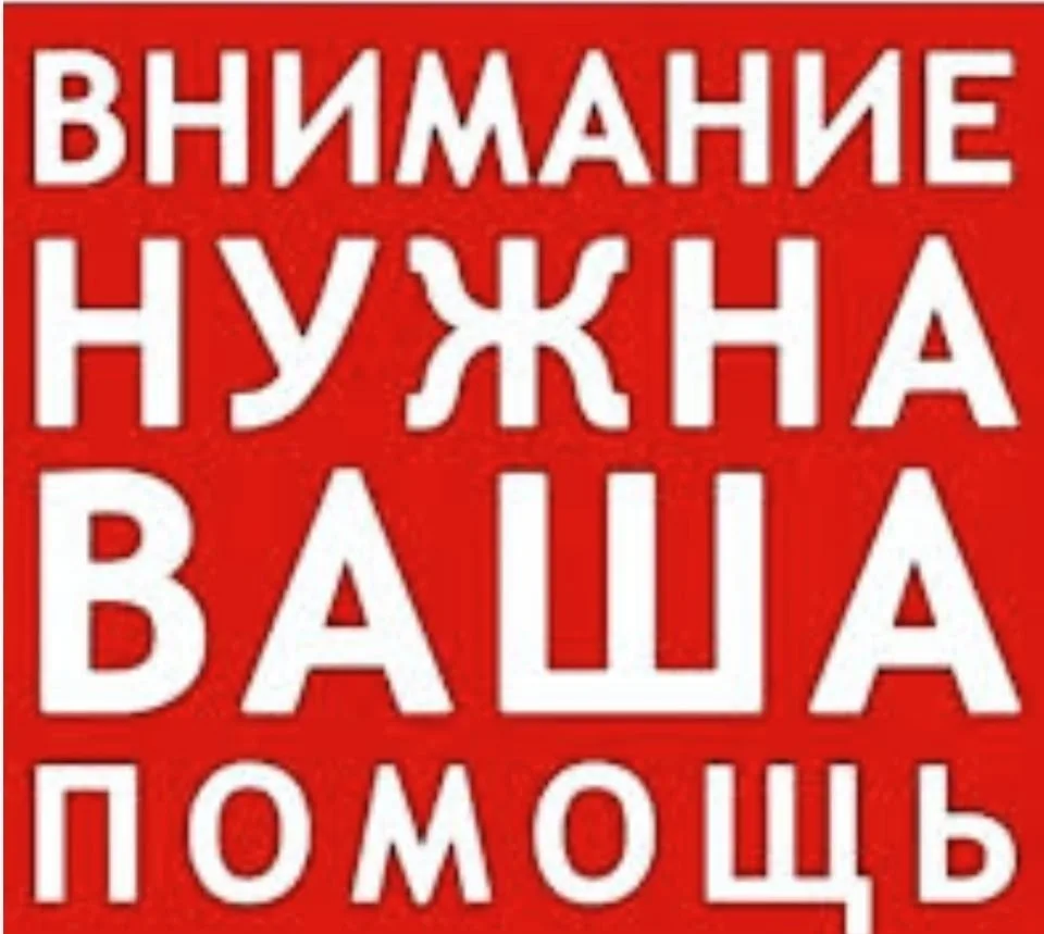 Найдена кошка в Нальчике — фото питомца