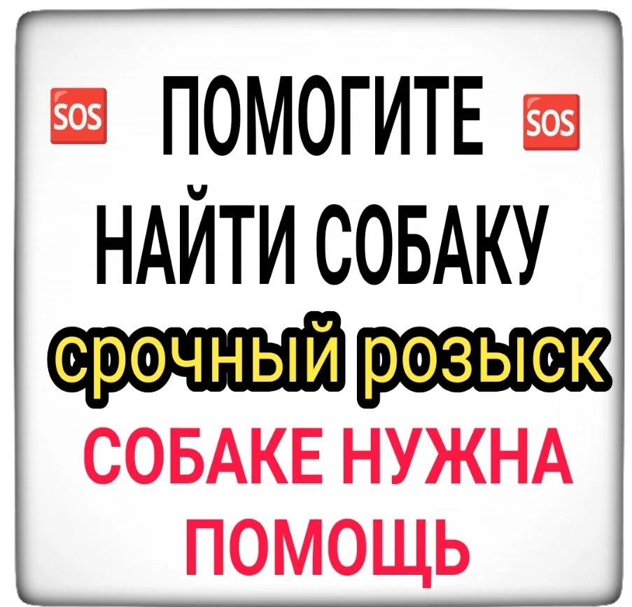 Найдена собака в Мурманске — фото питомца