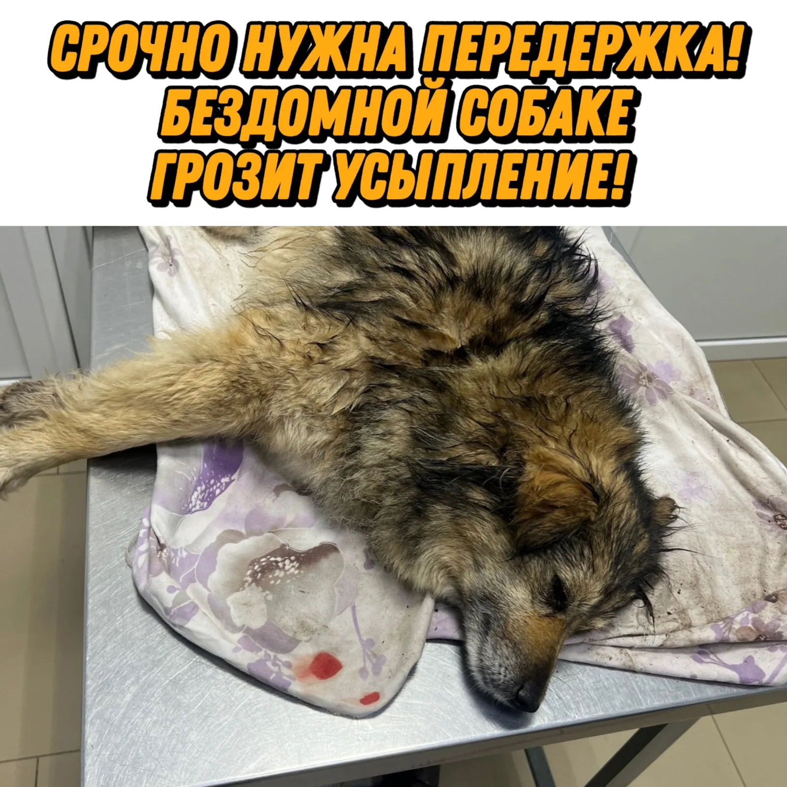 Найдена собака в Курске — фото питомца