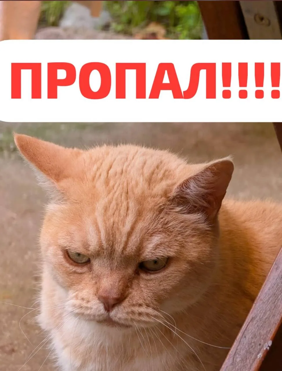Пропала кошка в Калининграде — фото питомца