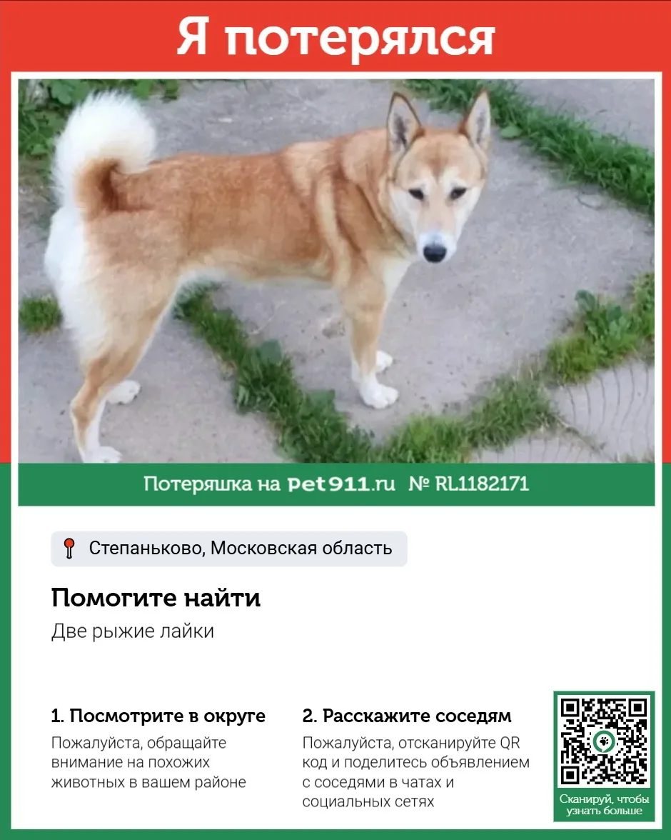 Найдена собака в Майкопе — фото питомца