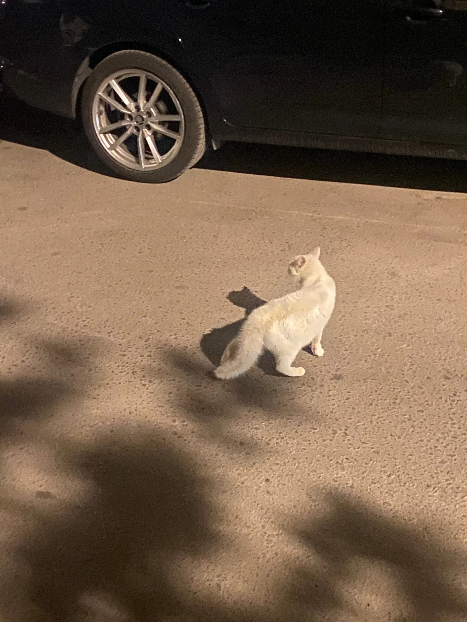 Найдена кошка в Воронеже — фото питомца