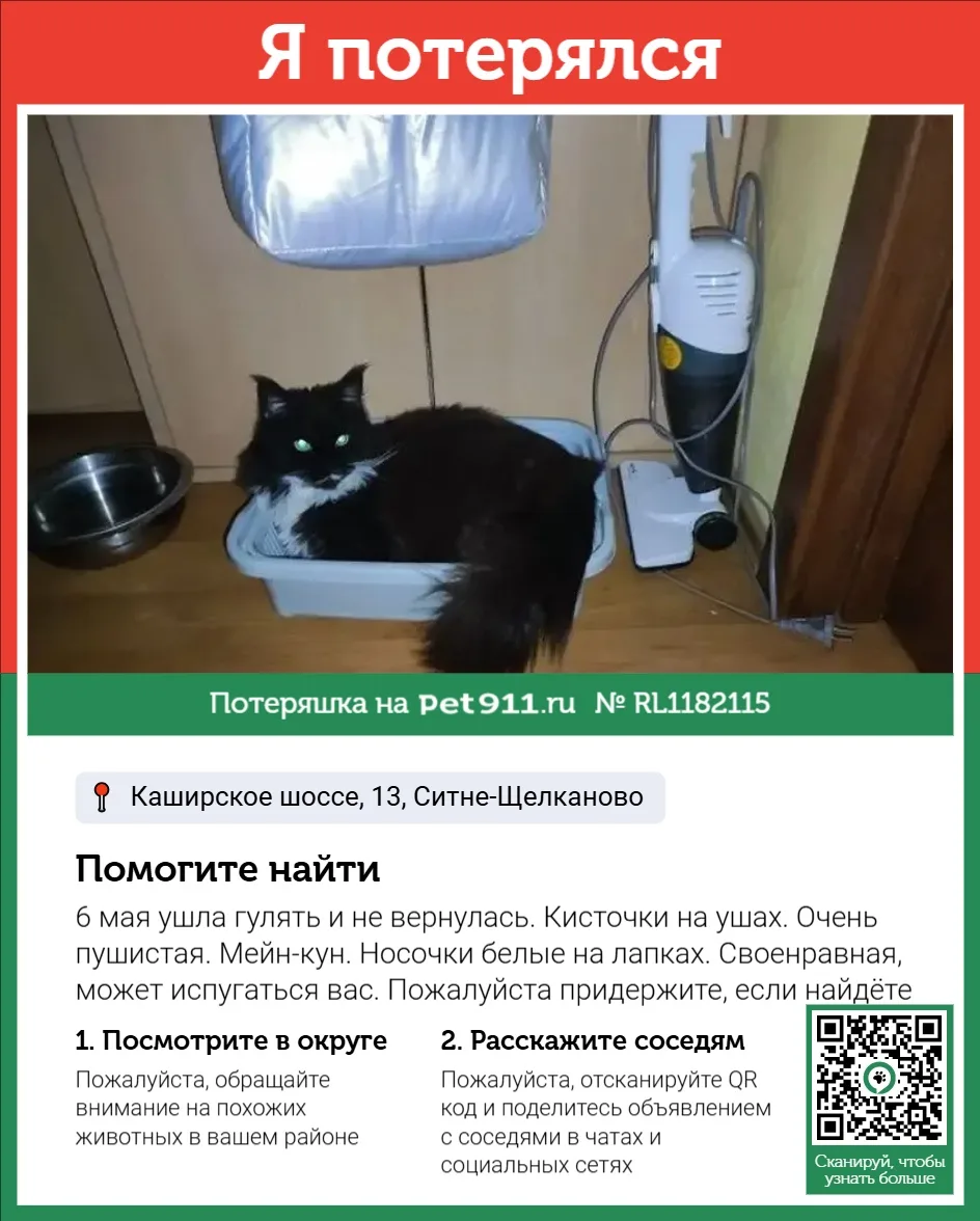 Найдена кошка в Видном — фото питомца