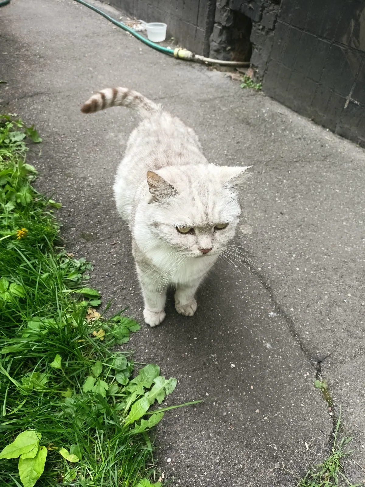 Найдена кошка в Москве — фото питомца