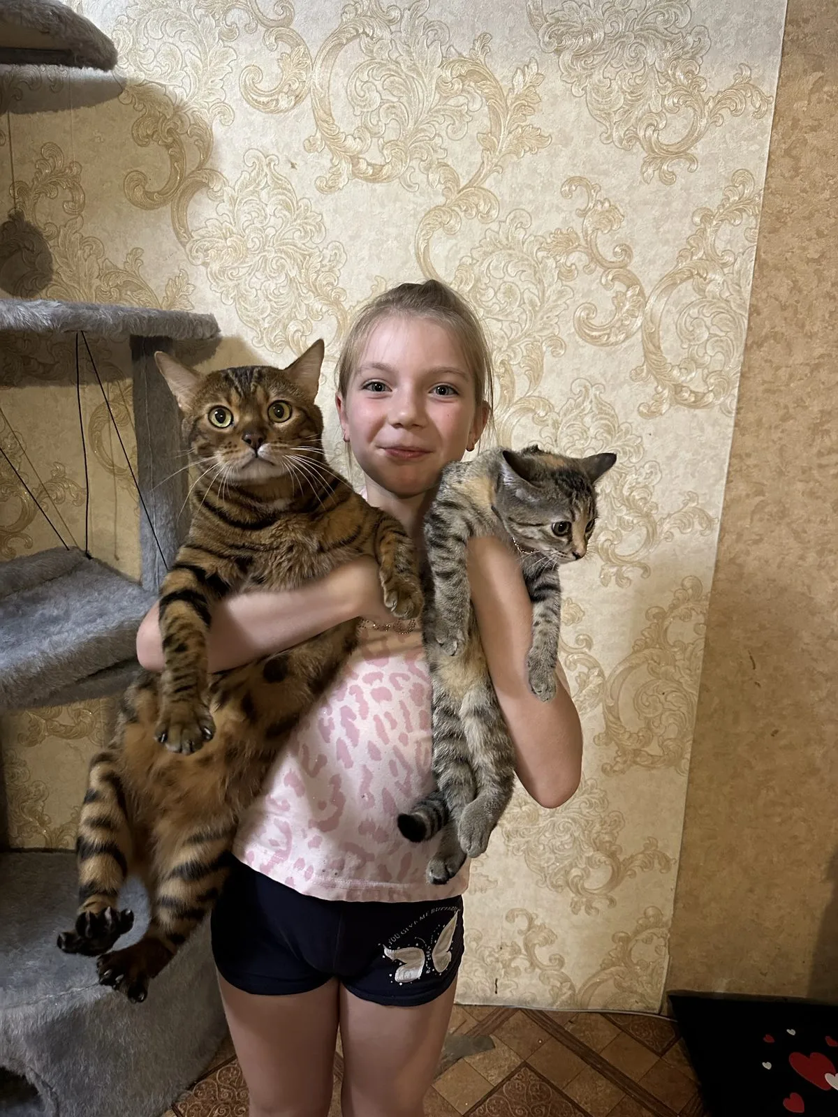 Пропала кошка в Новокузнецке — фото питомца