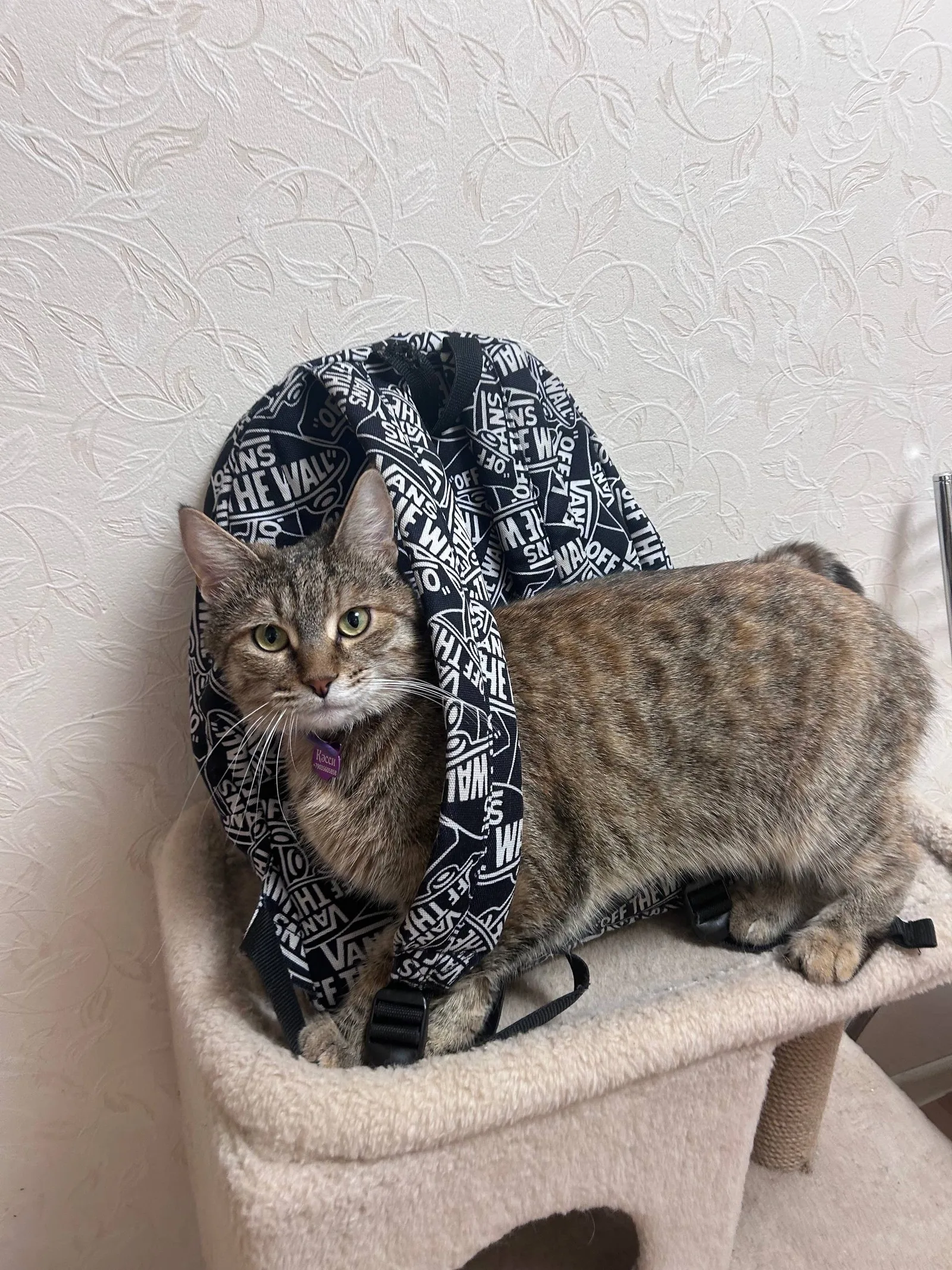 Найдена кошка в Раменском — фото питомца
