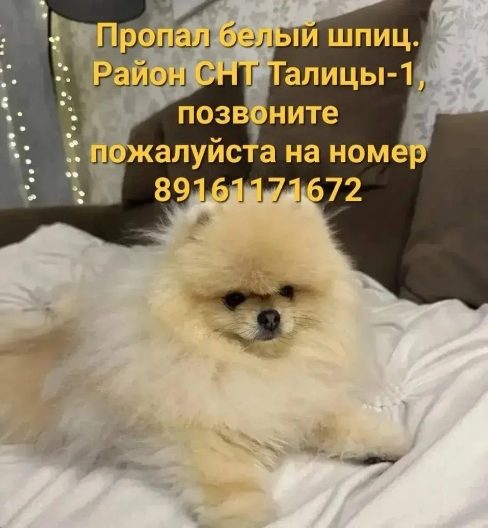 Объявление о питомце в Рузе — фото питомца