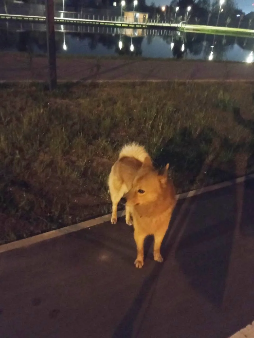 Найдена собака в Красногорске — фото питомца