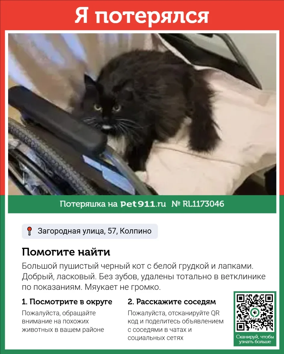 Найдена собака в Балакове — фото питомца