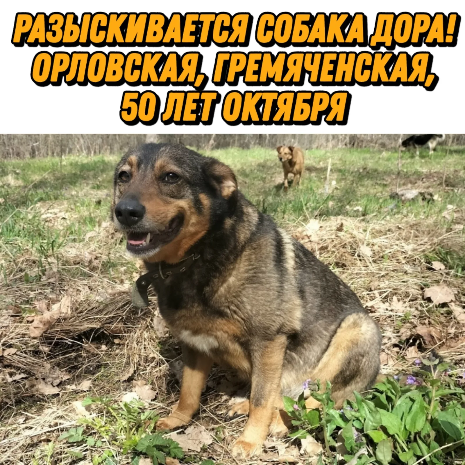 Найдена собака в Курске — фото питомца