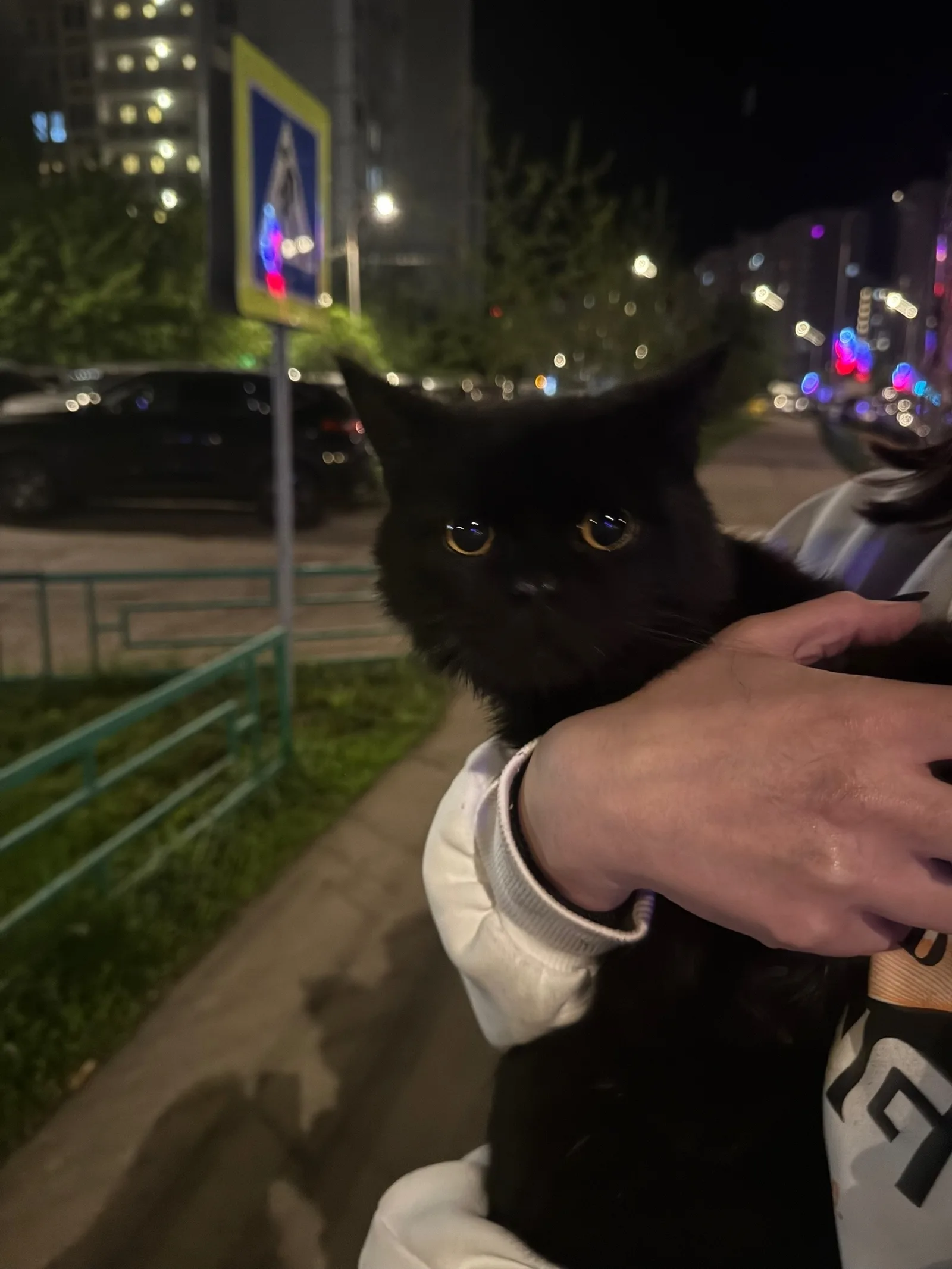 Найдена кошка в Подольске — фото питомца