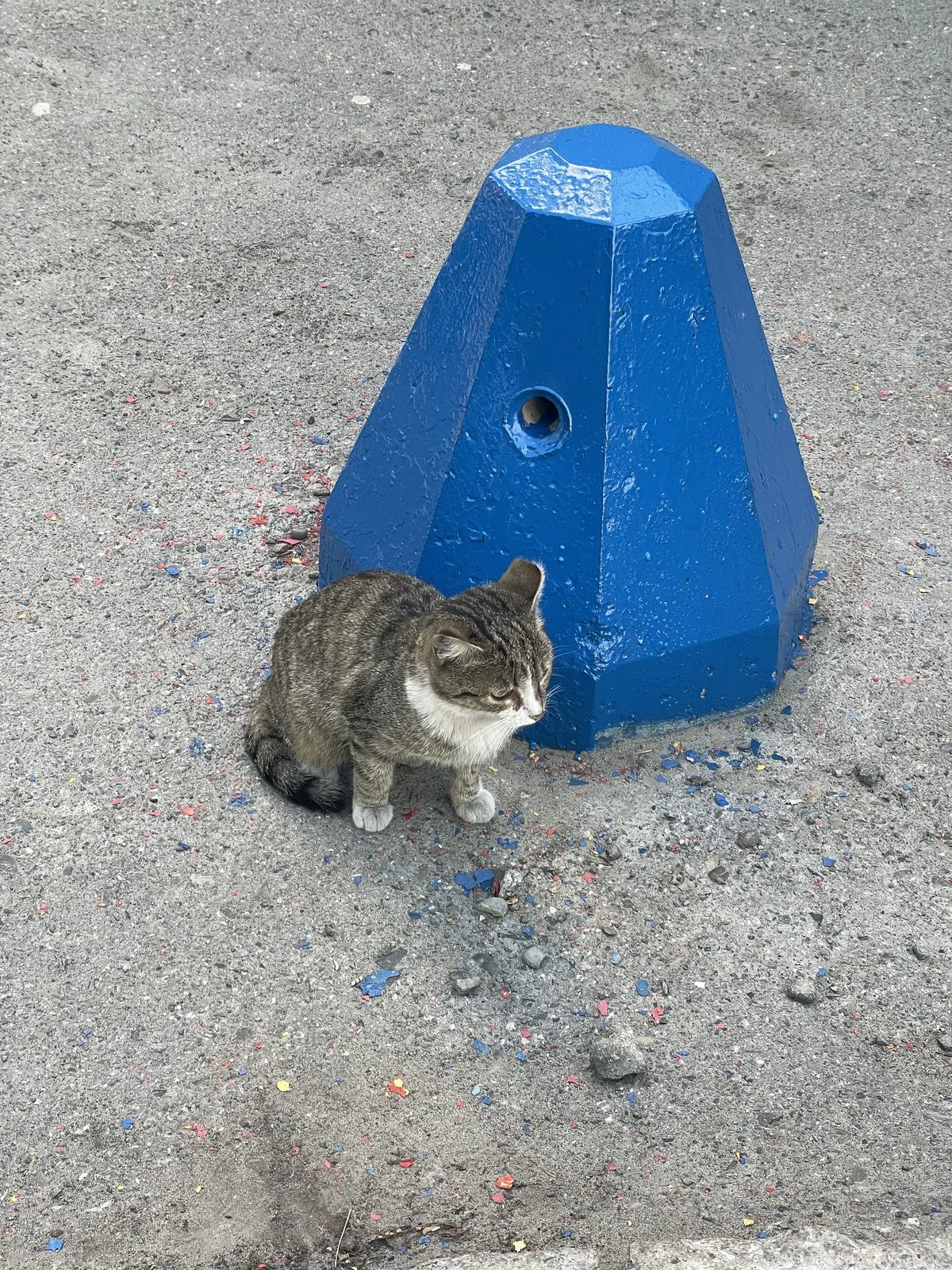 Найдена кошка в Барнауле — фото питомца
