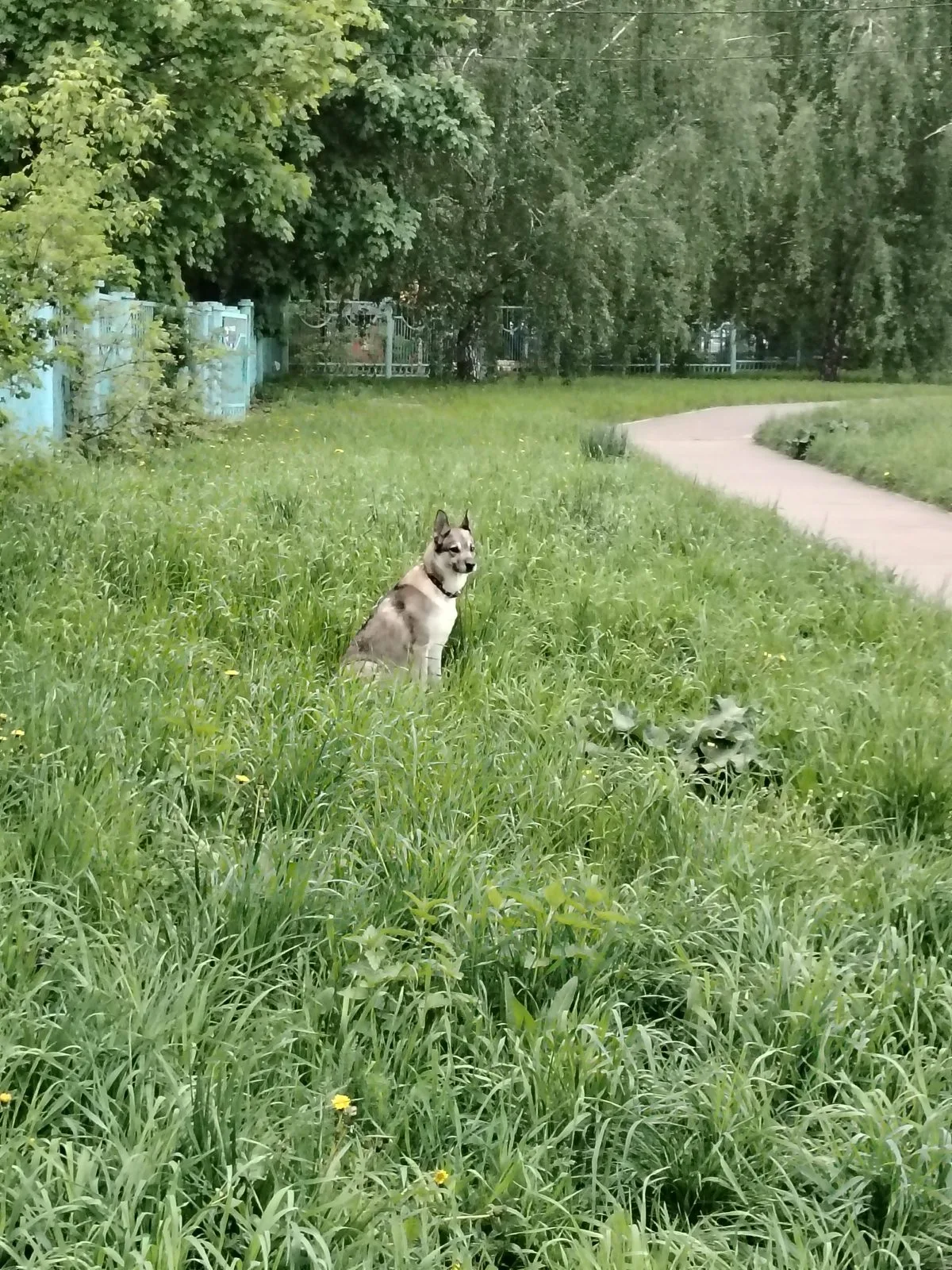 Найдена собака в Москве — фото питомца
