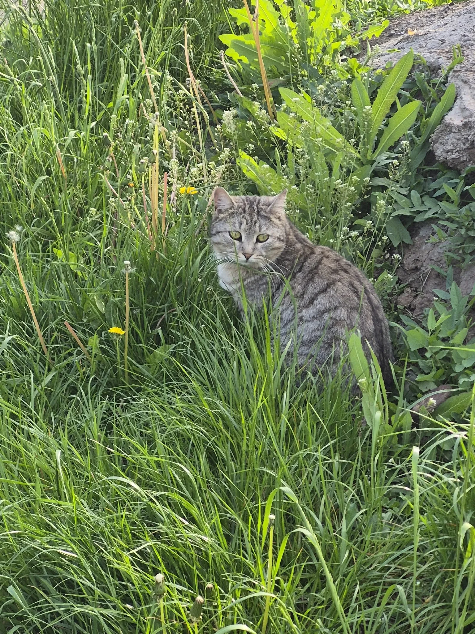 Найдена кошка в Нижнекамске — фото питомца