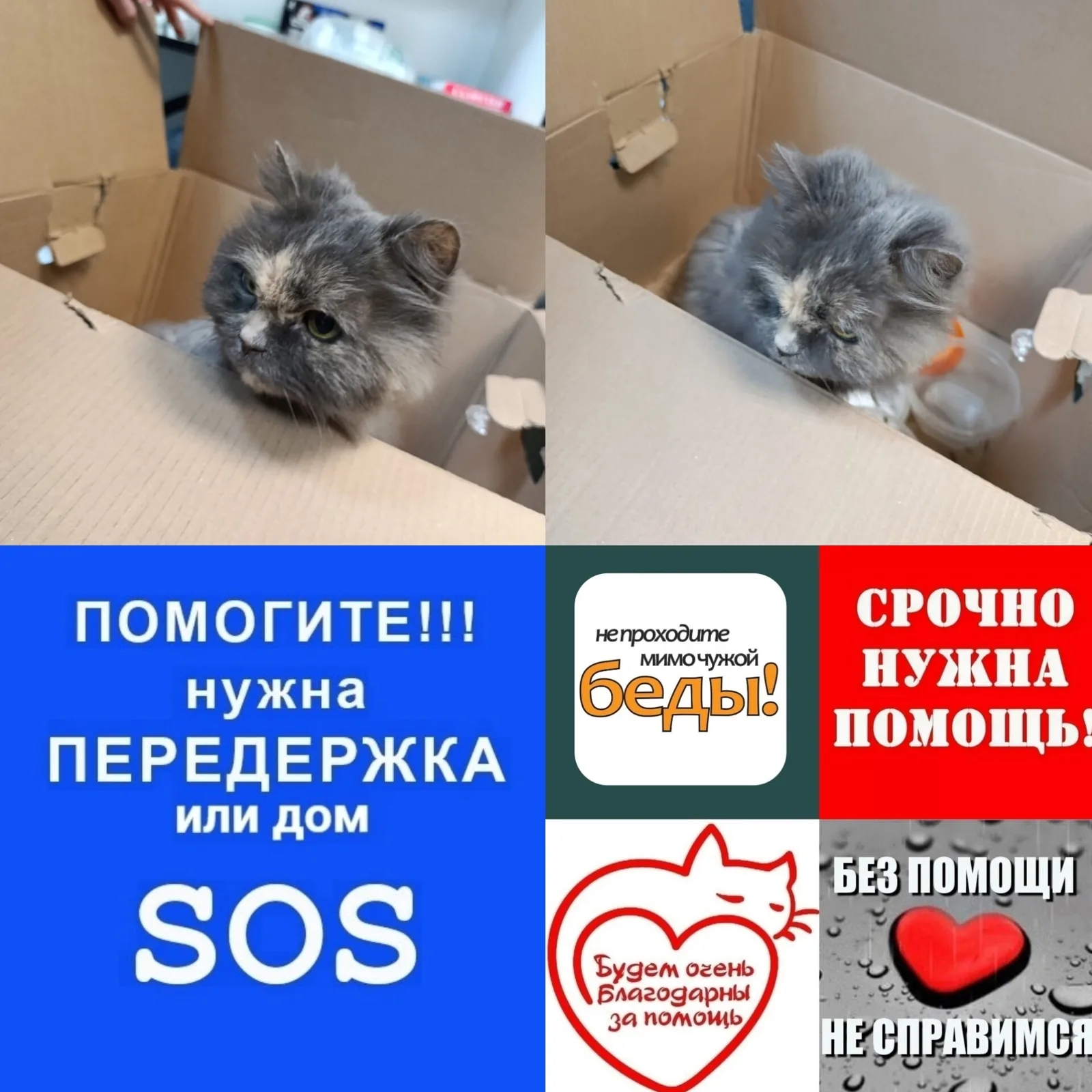 Найдена собака в Подольске — фото питомца