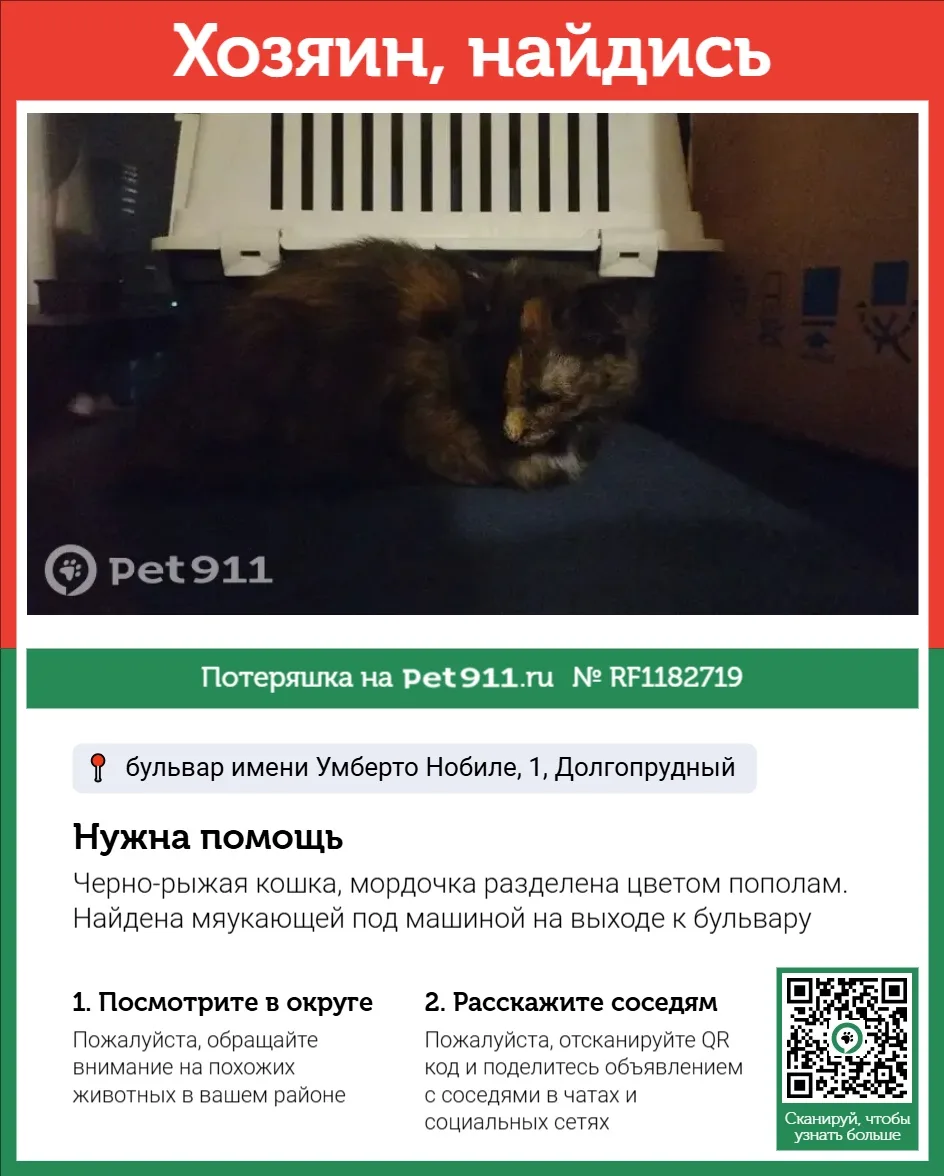 Найдена кошка в Видном — фото питомца