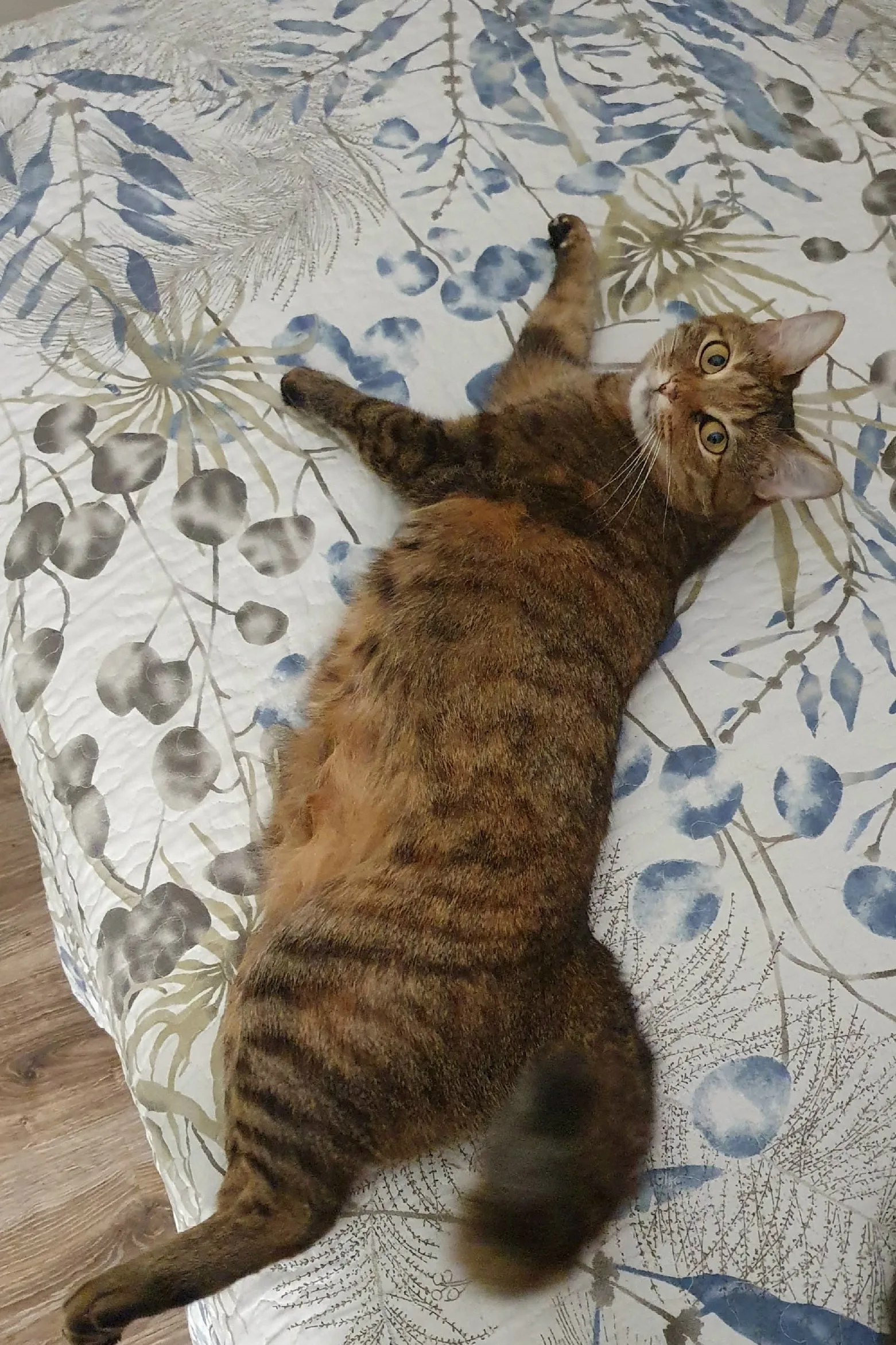 Найдена кошка в Воронеже — фото питомца