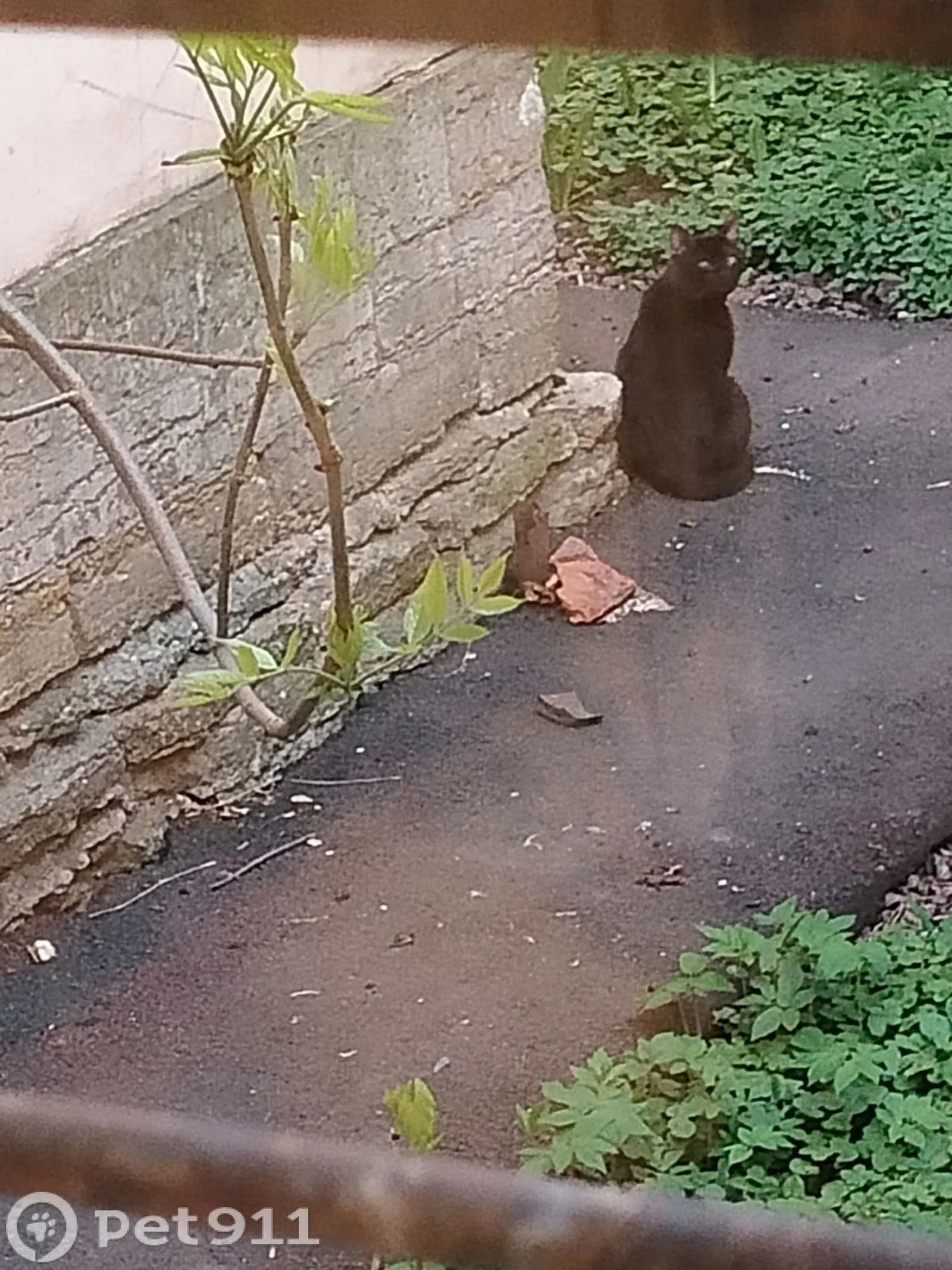 Найдена кошка в Балакове — фото питомца