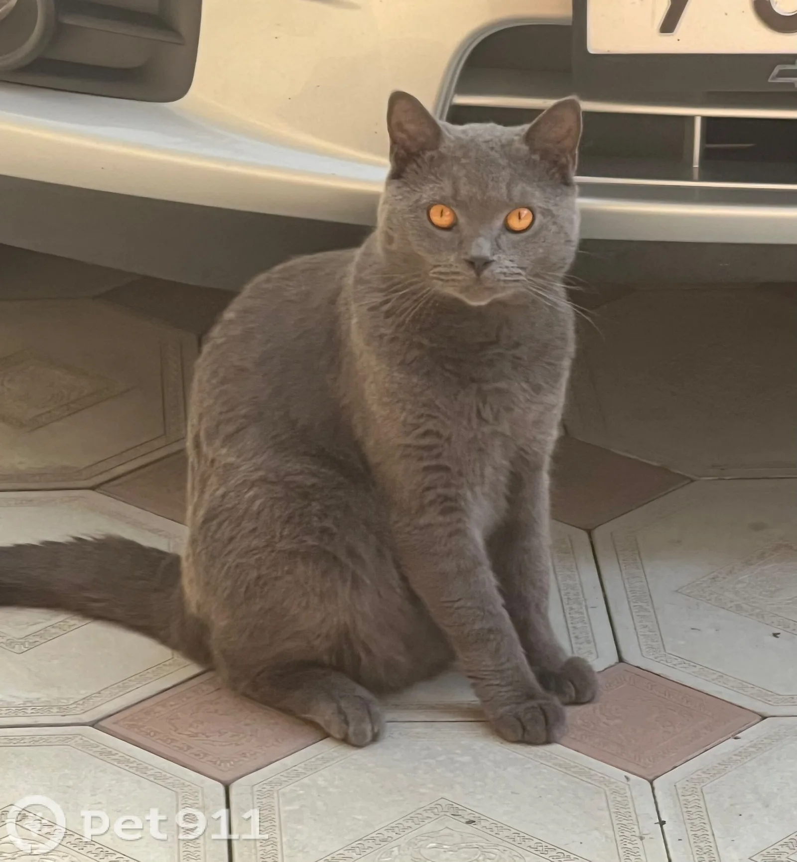 Найдена кошка в Нальчике — фото питомца