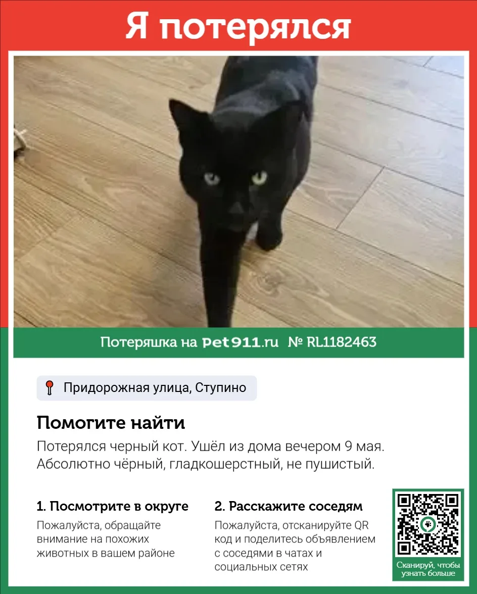 Найдена кошка в Майкопе — фото питомца