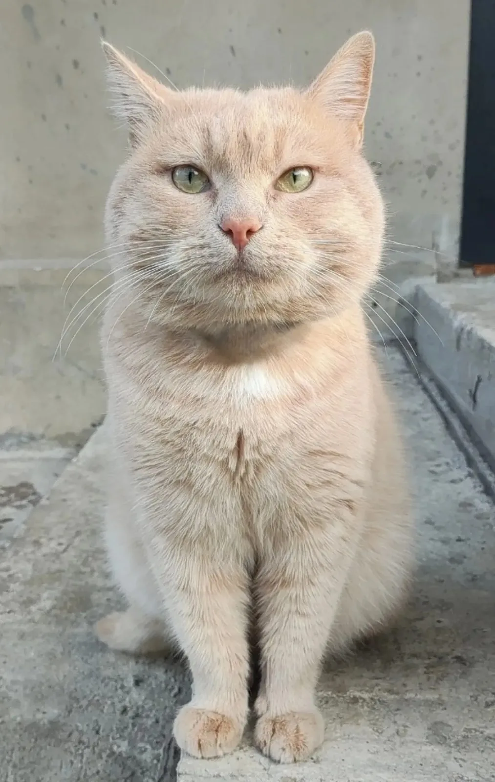 Пропала кошка в Нальчике — фото питомца