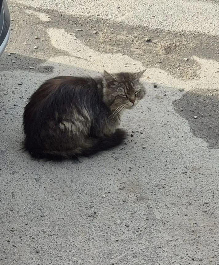 Найдена кошка в Брянске — фото питомца