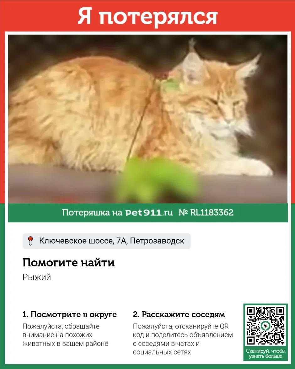 Найдена кошка в Петрозаводске — фото питомца