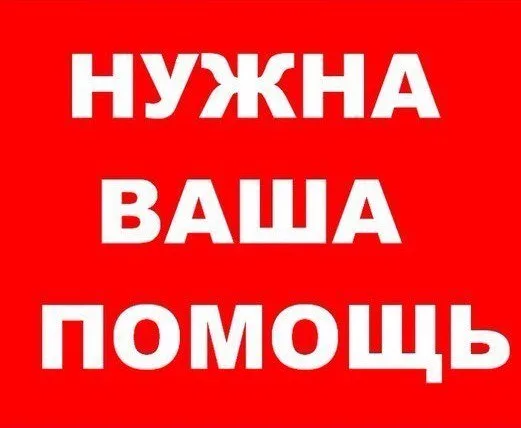 Найдена собака в Брянске — фото питомца