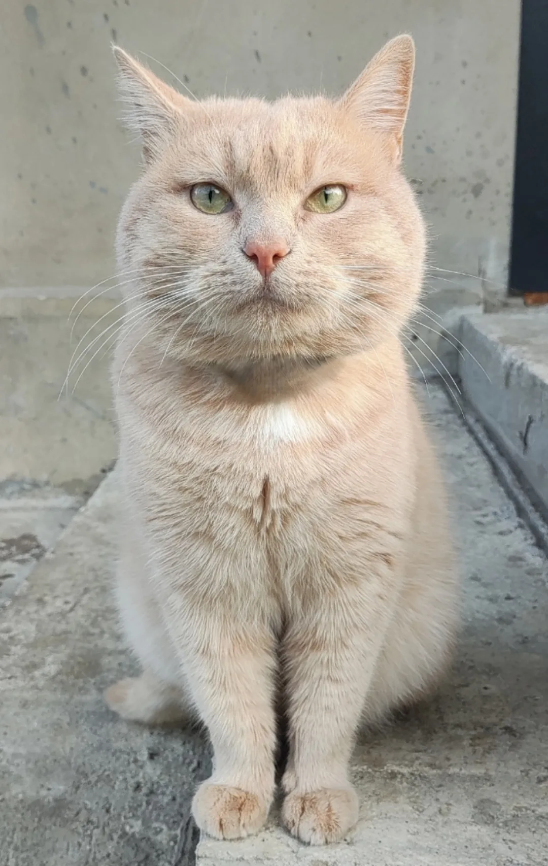 Найдена кошка в Нальчике — фото питомца