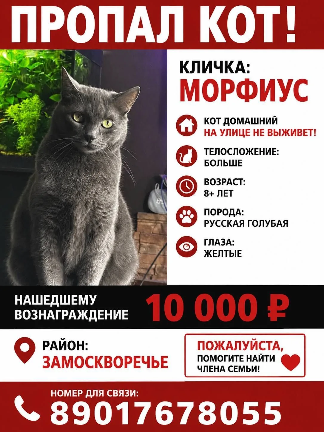 Пропала кошка в Москве — фото питомца