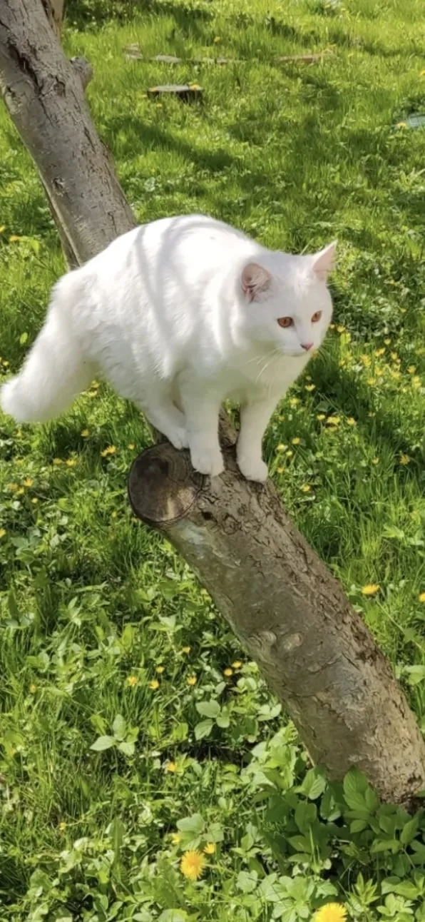 Найдена кошка в Калининграде — фото питомца