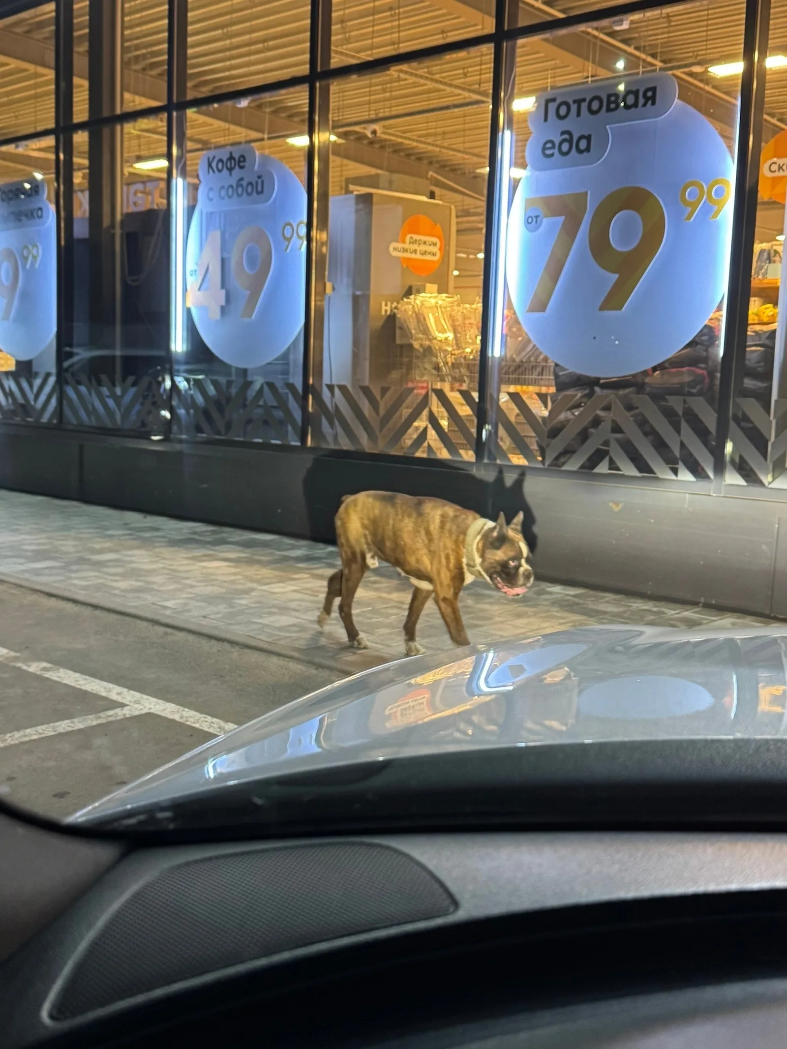 Найдена собака в Нижнекамске — фото питомца