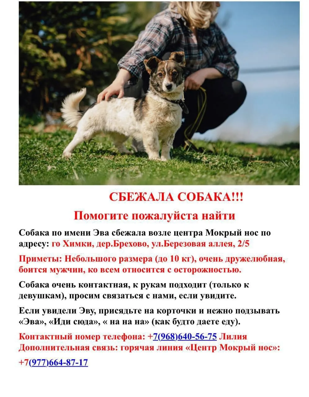 Найдена собака в Лобне — фото питомца