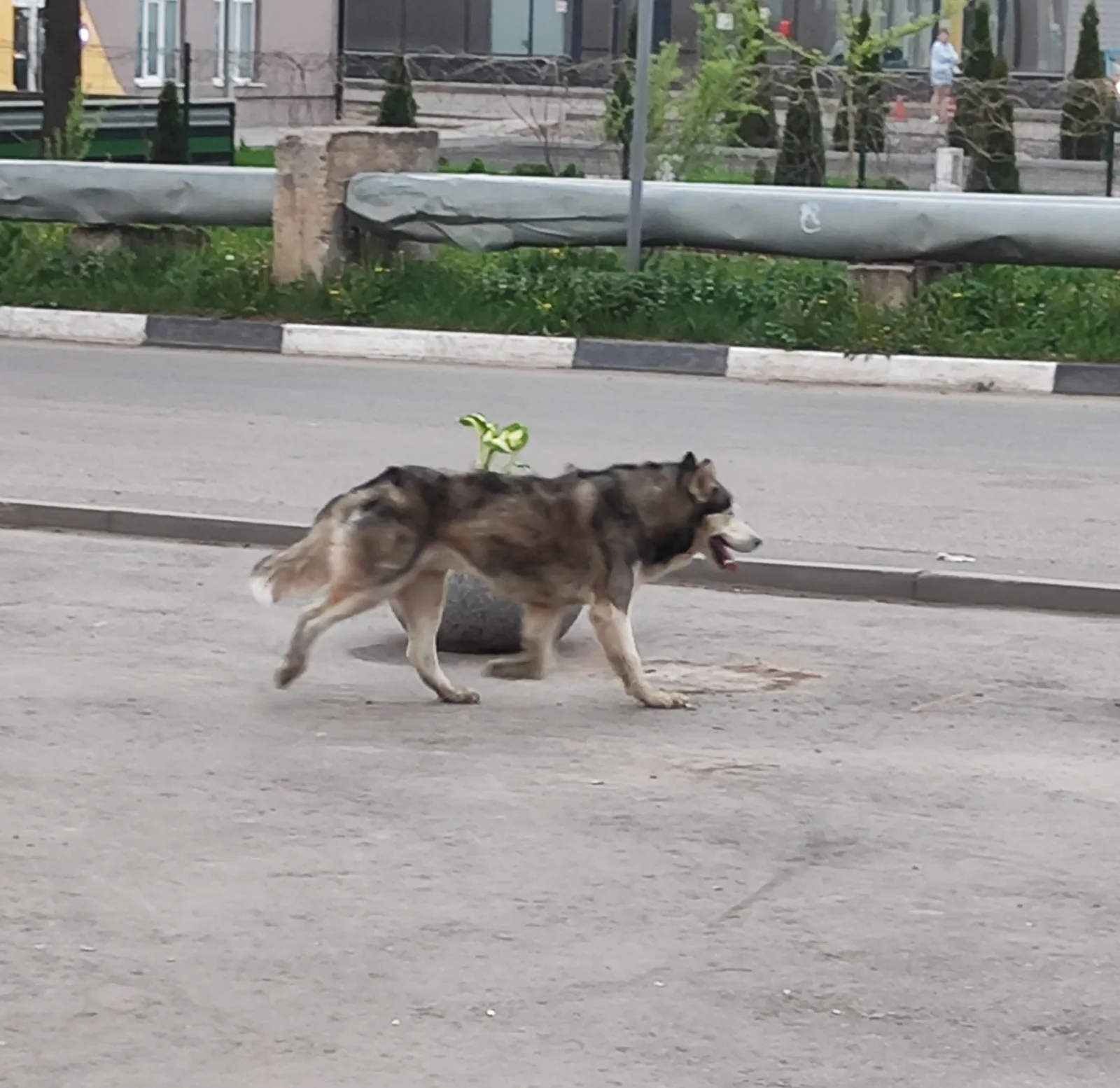 Найдена собака в Лобне — фото питомца