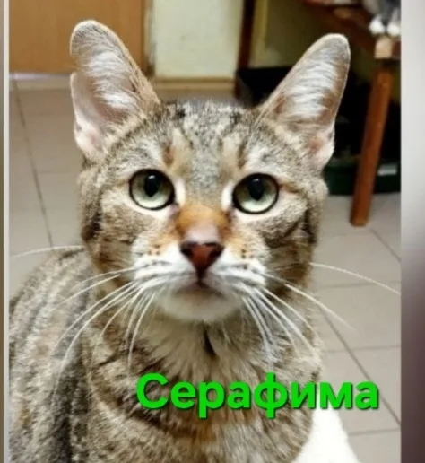Найдена кошка в Симферополе — фото питомца