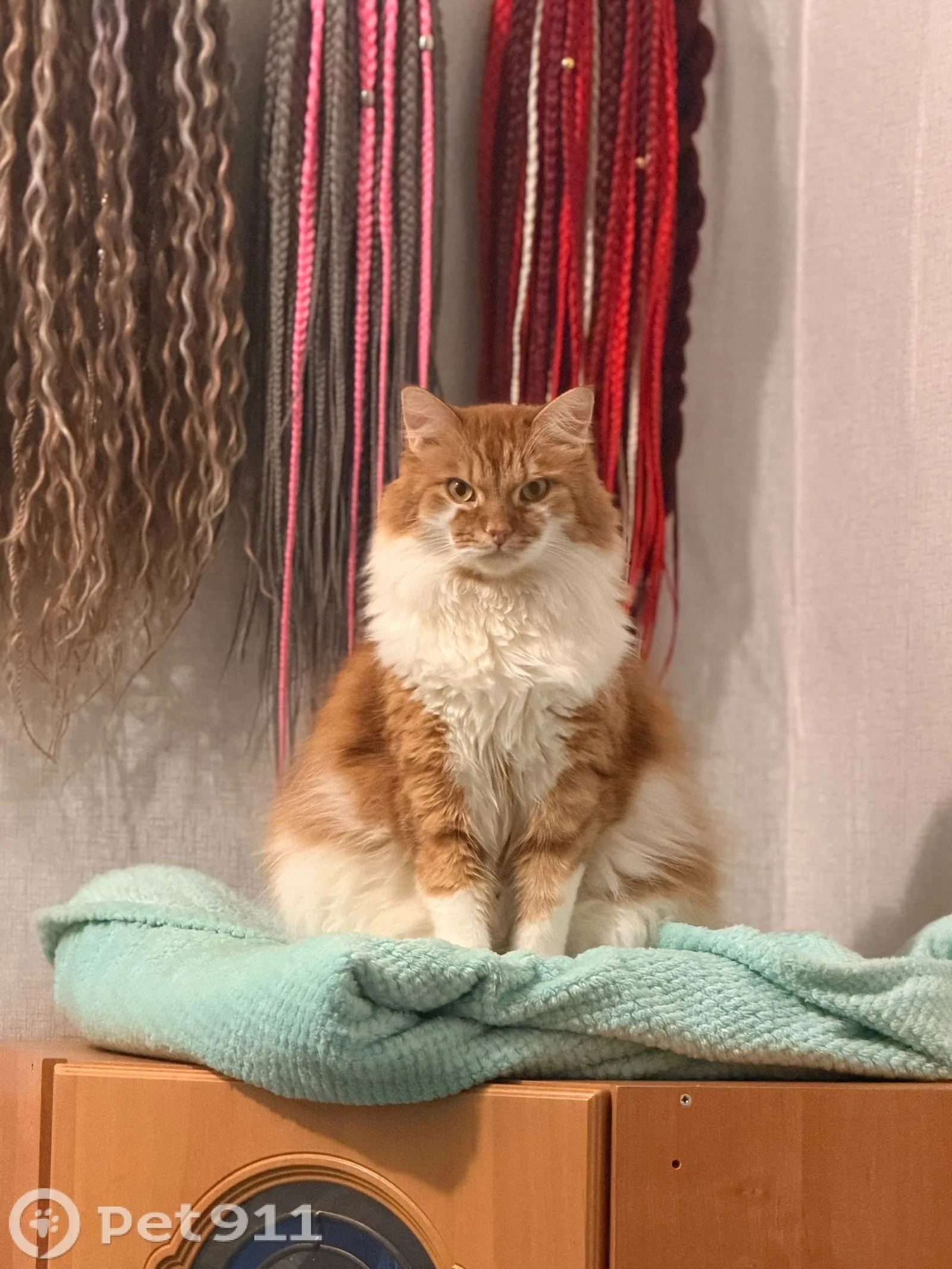 Найдена кошка в Гатчине — фото питомца
