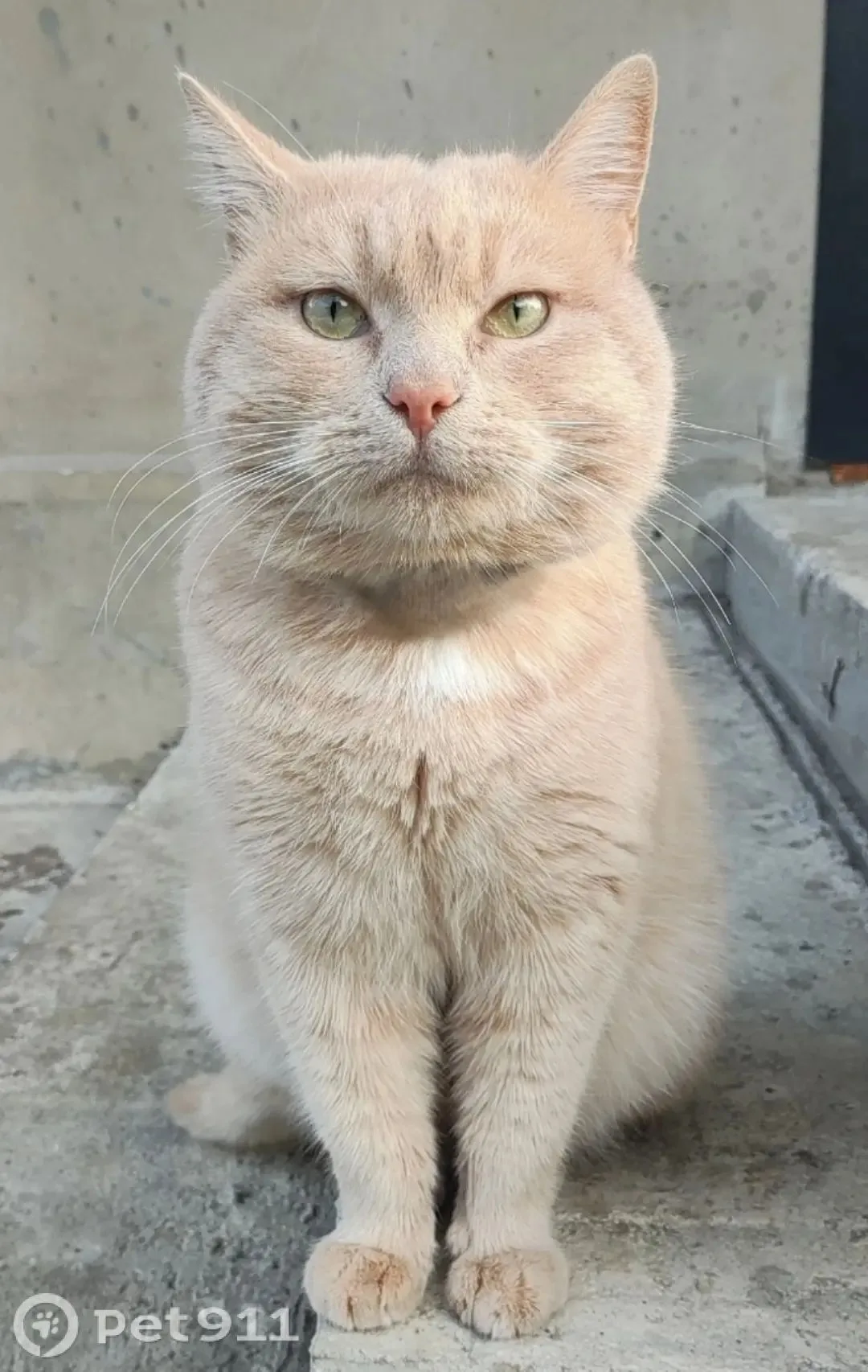 Найдена кошка в Нальчике — фото питомца