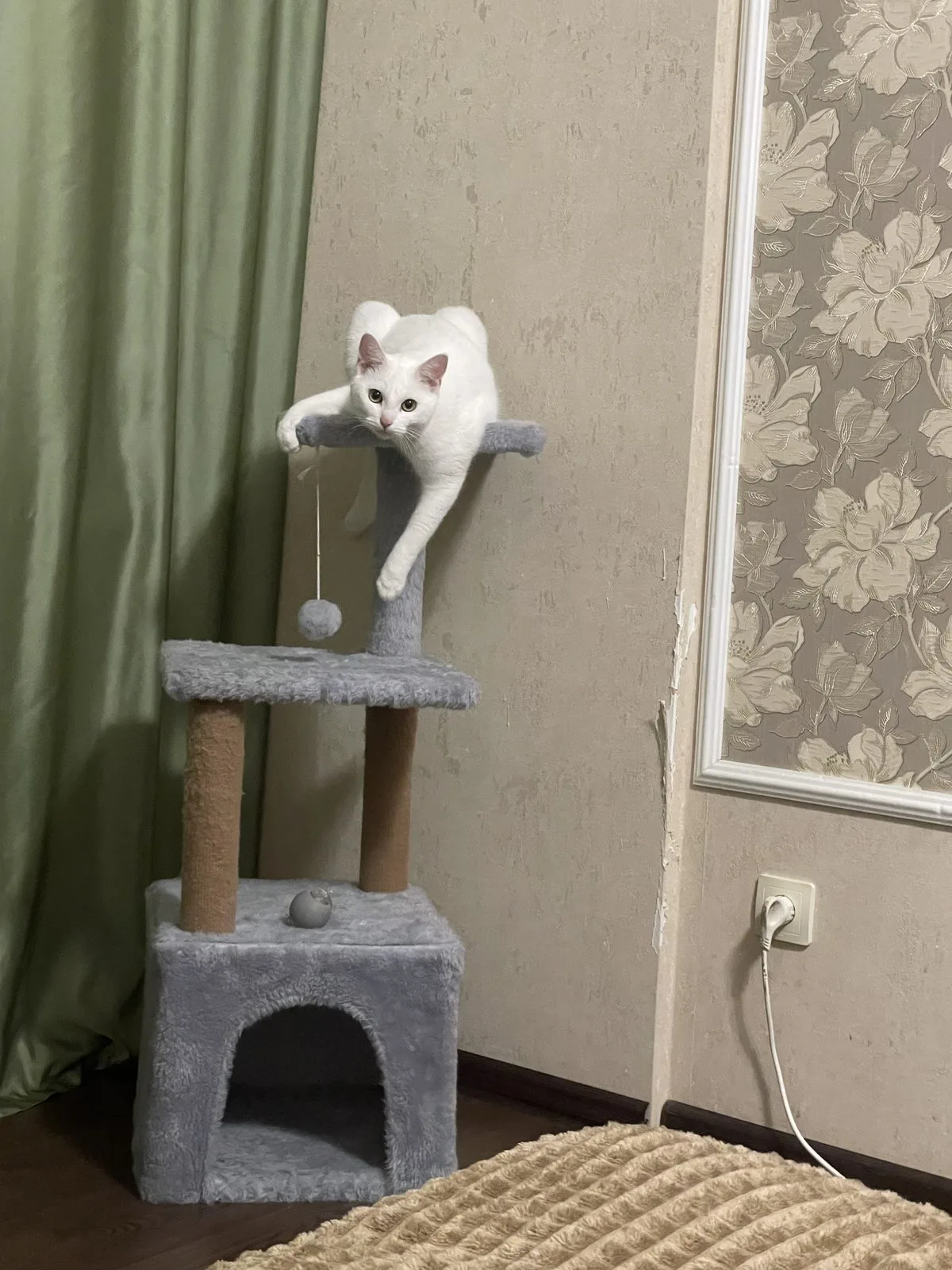 Пропала кошка в Воронеже — фото питомца