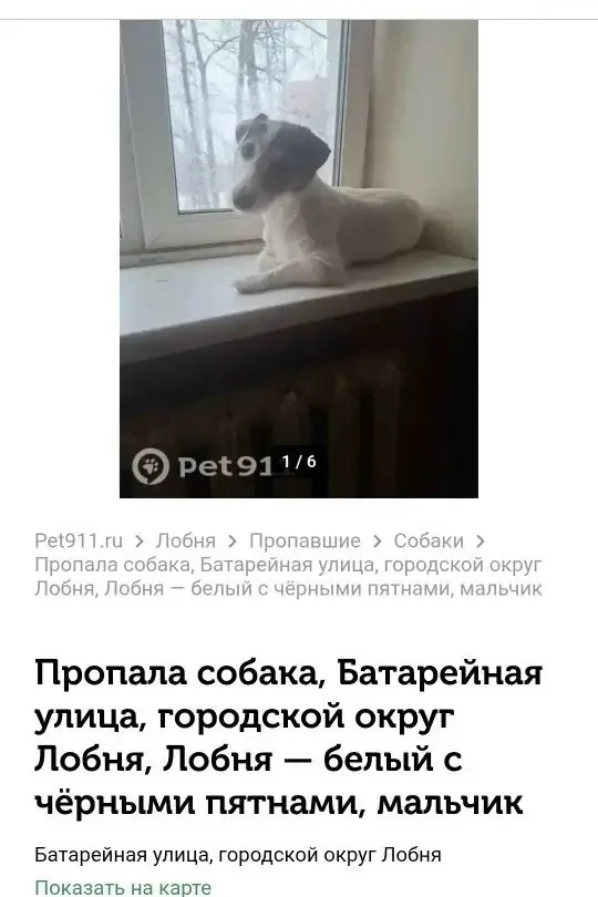 Найдена собака в Лобне — фото питомца