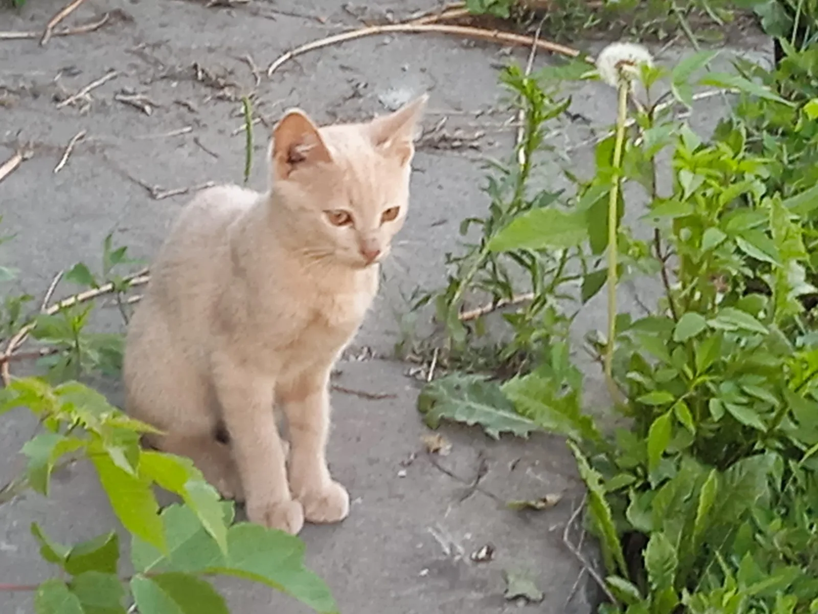 Пропала кошка в Курске — фото питомца